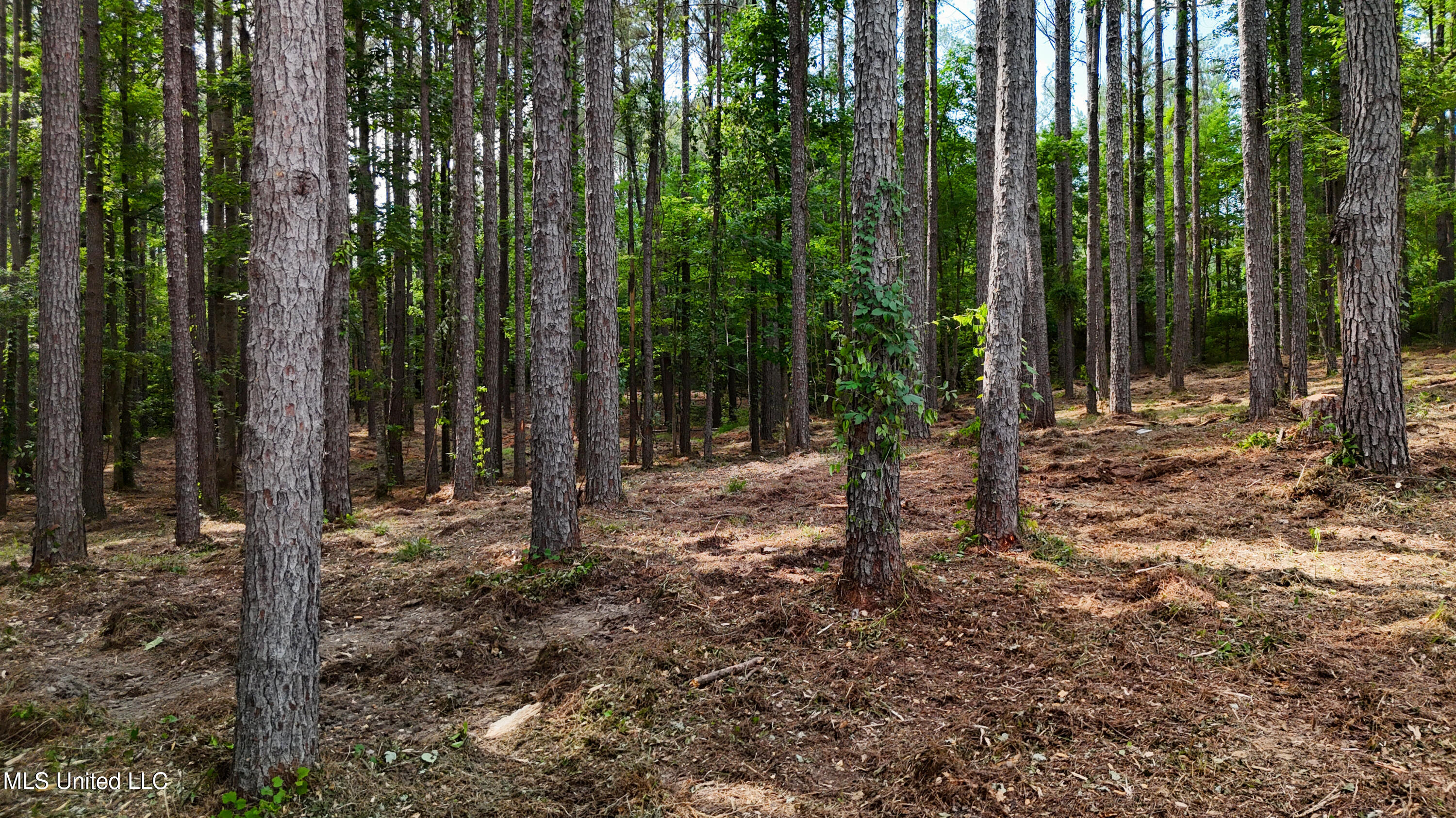 Dogwood Trace Property Photo 23