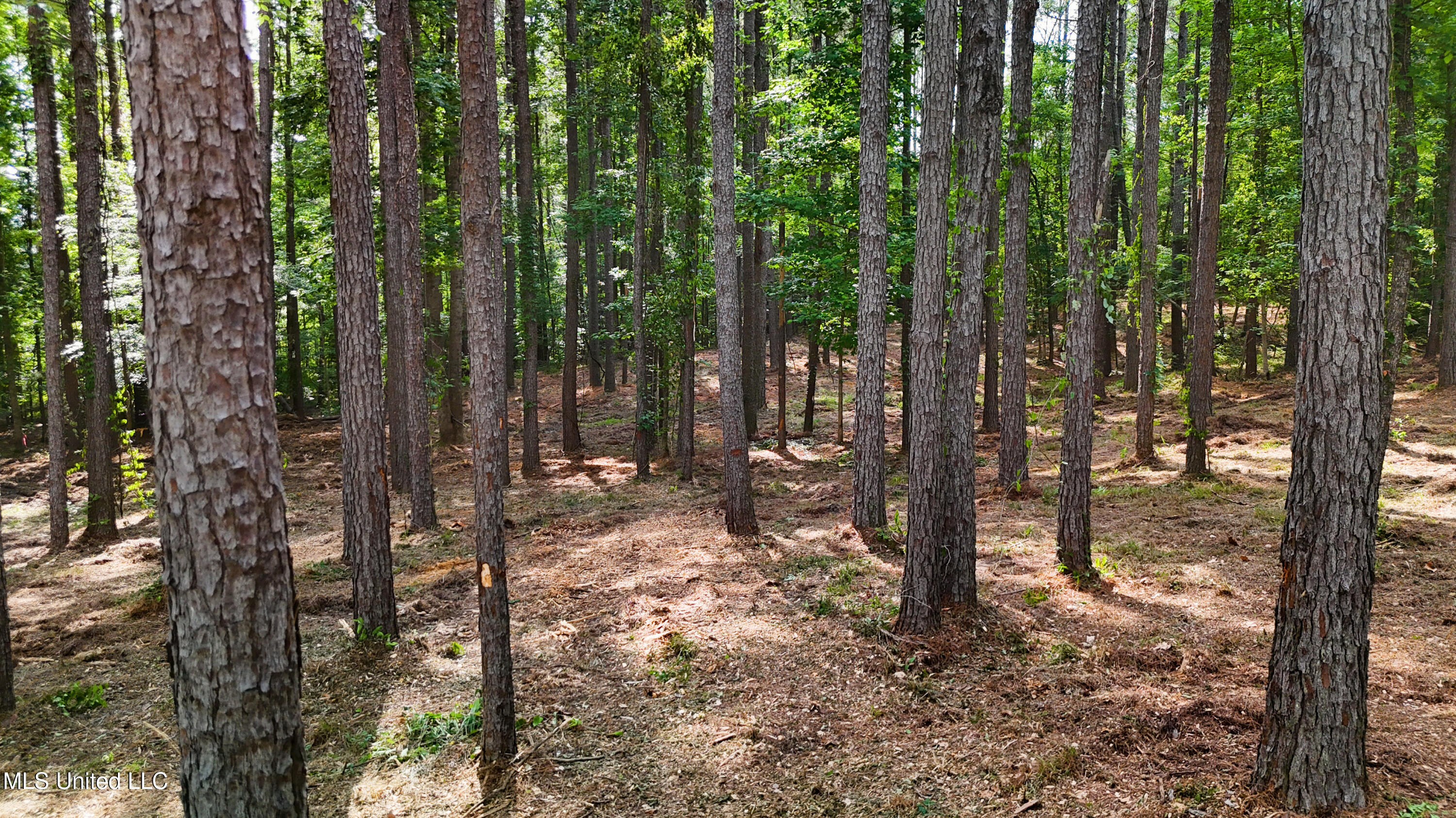 Dogwood Trace Property Photo 30