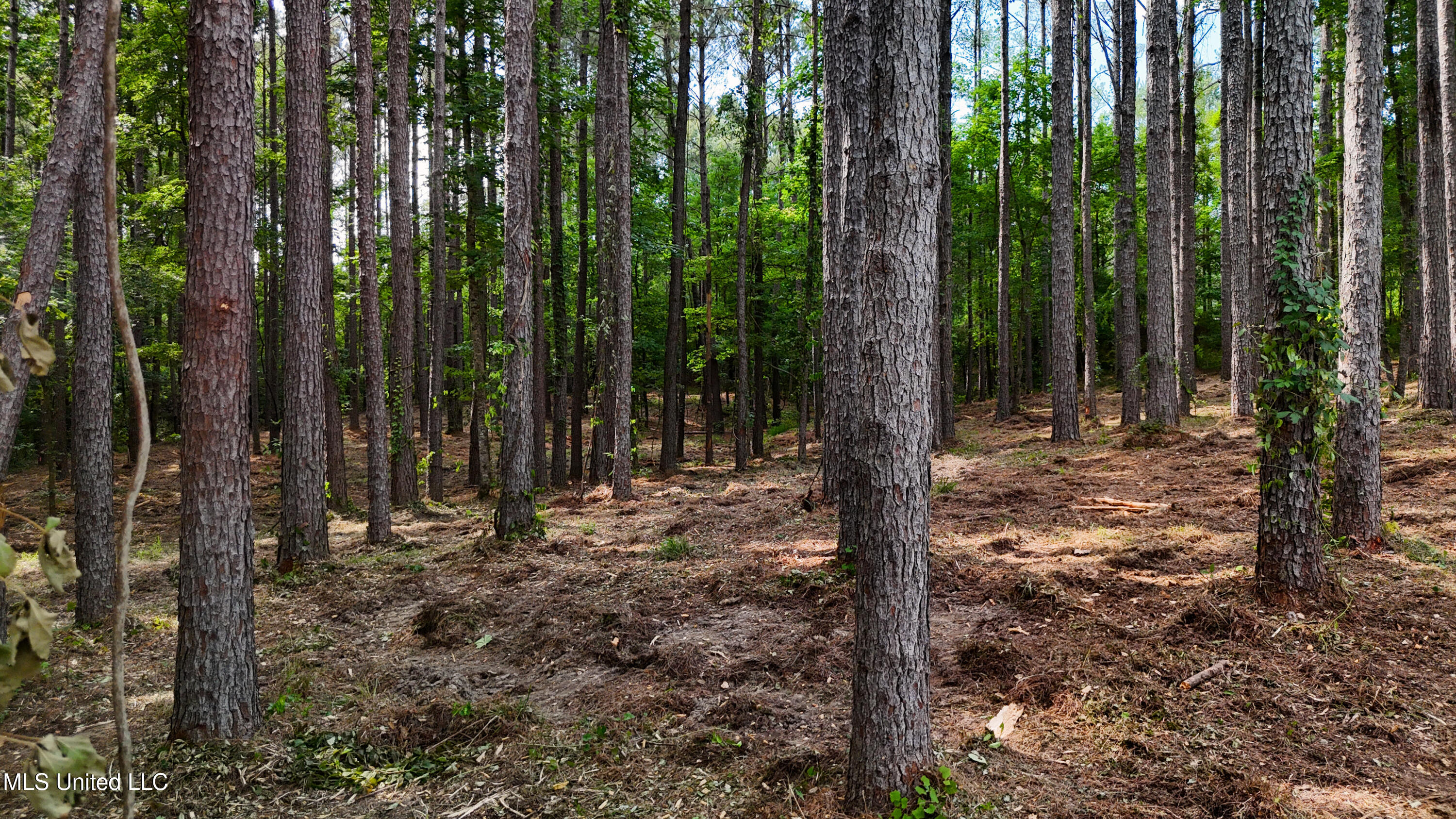 Dogwood Trace Property Photo 36