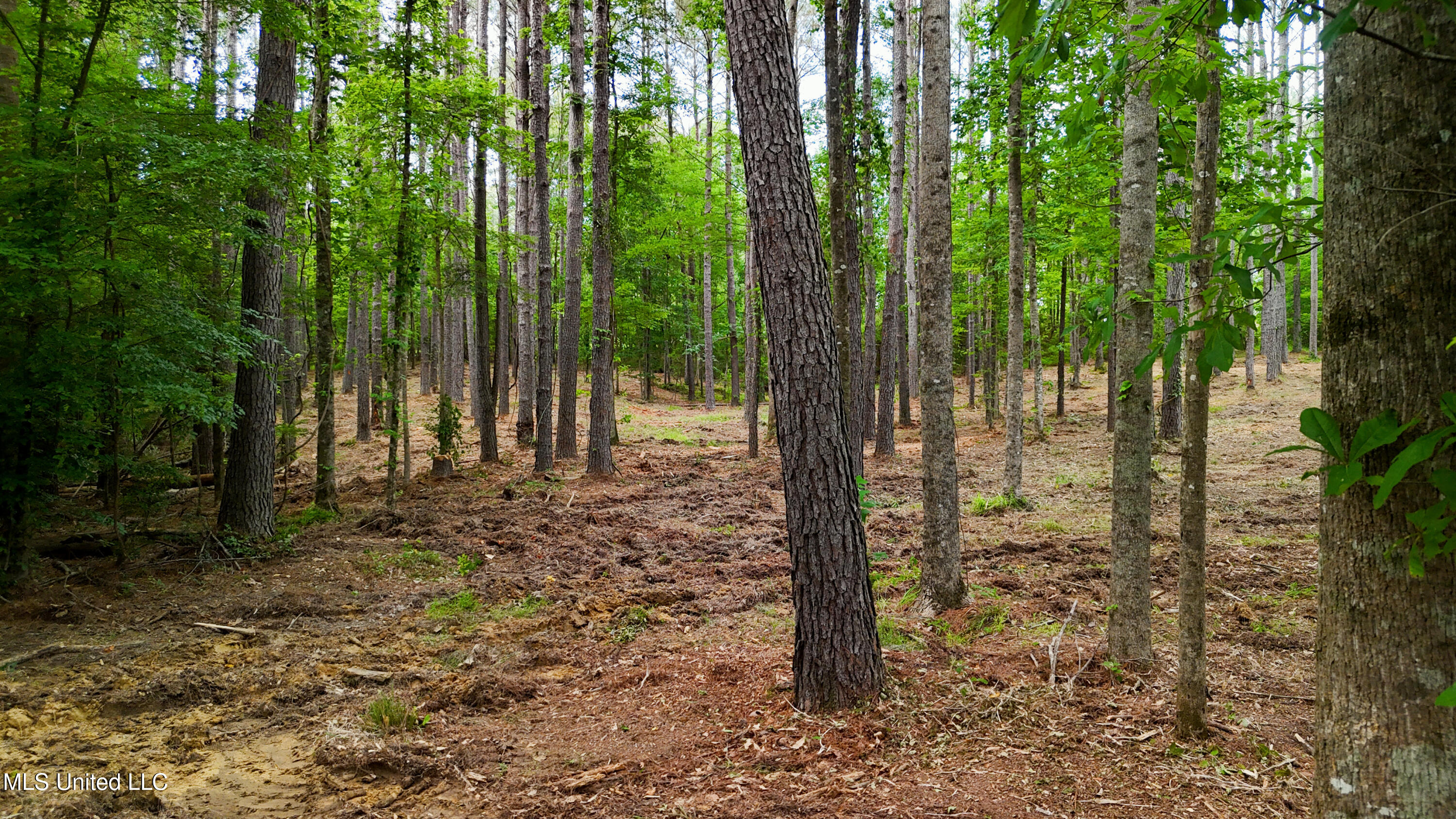 Dogwood Trace Property Photo 38