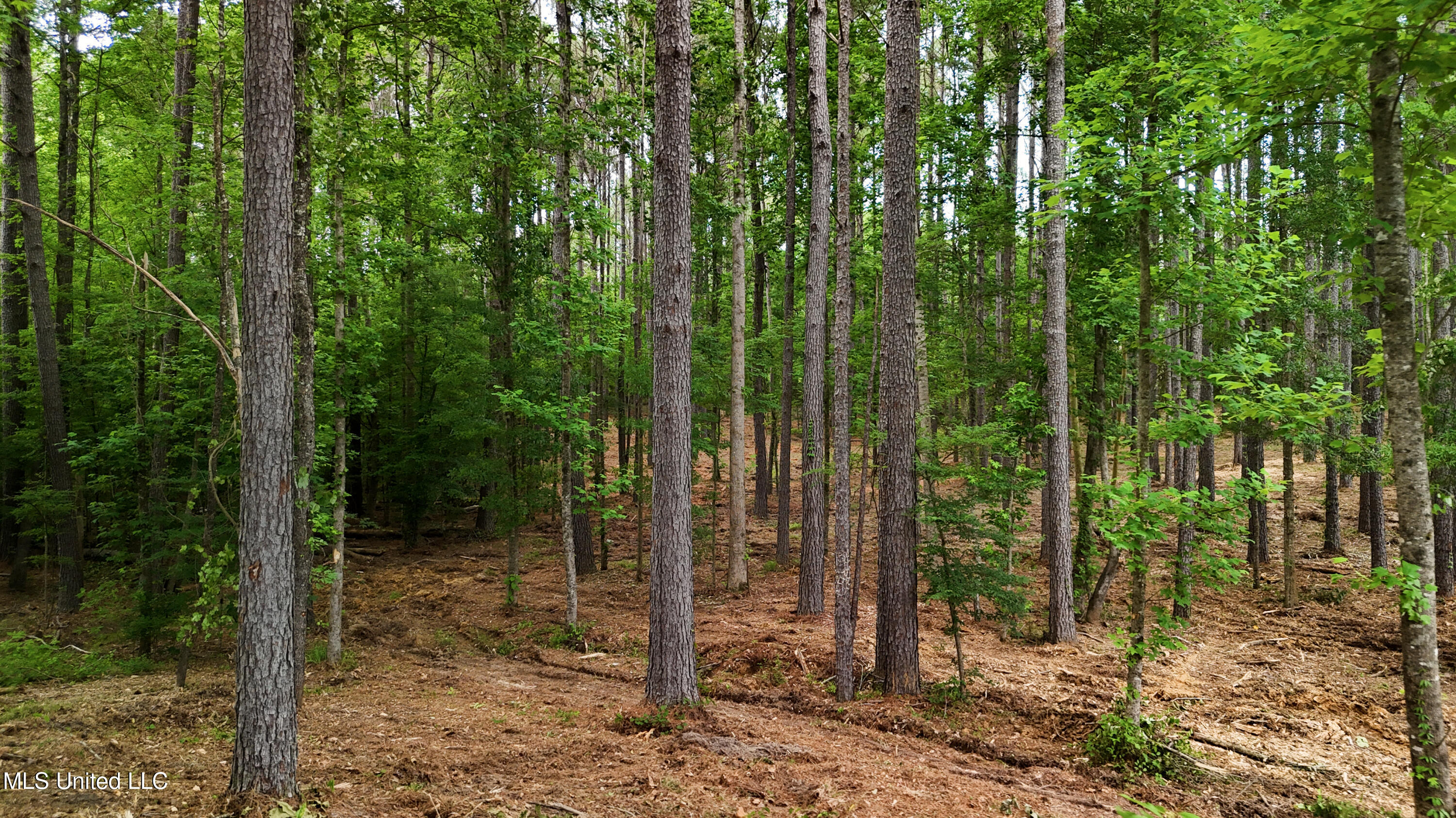 Dogwood Trace Property Photo 40