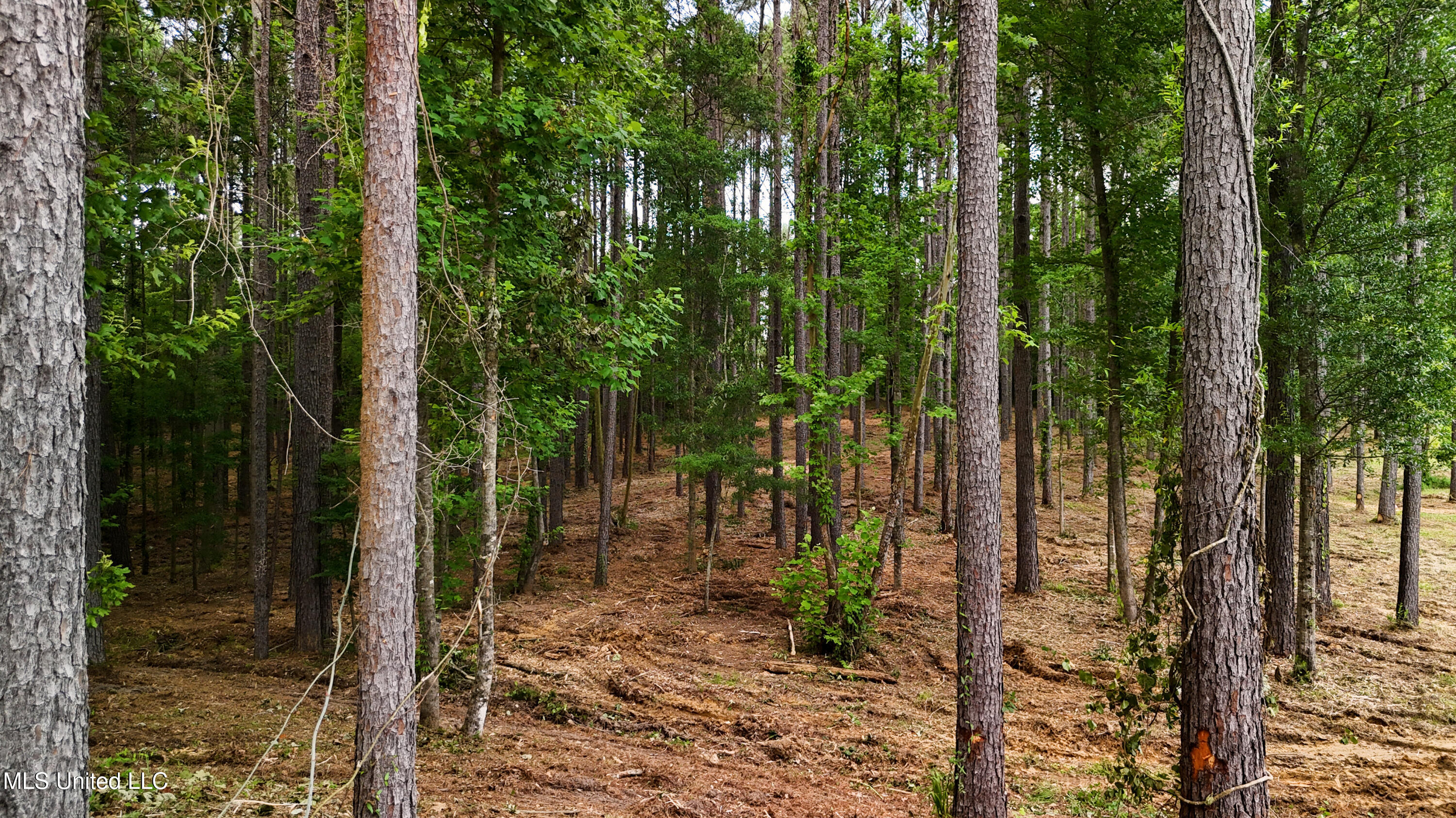Dogwood Trace Property Photo 42