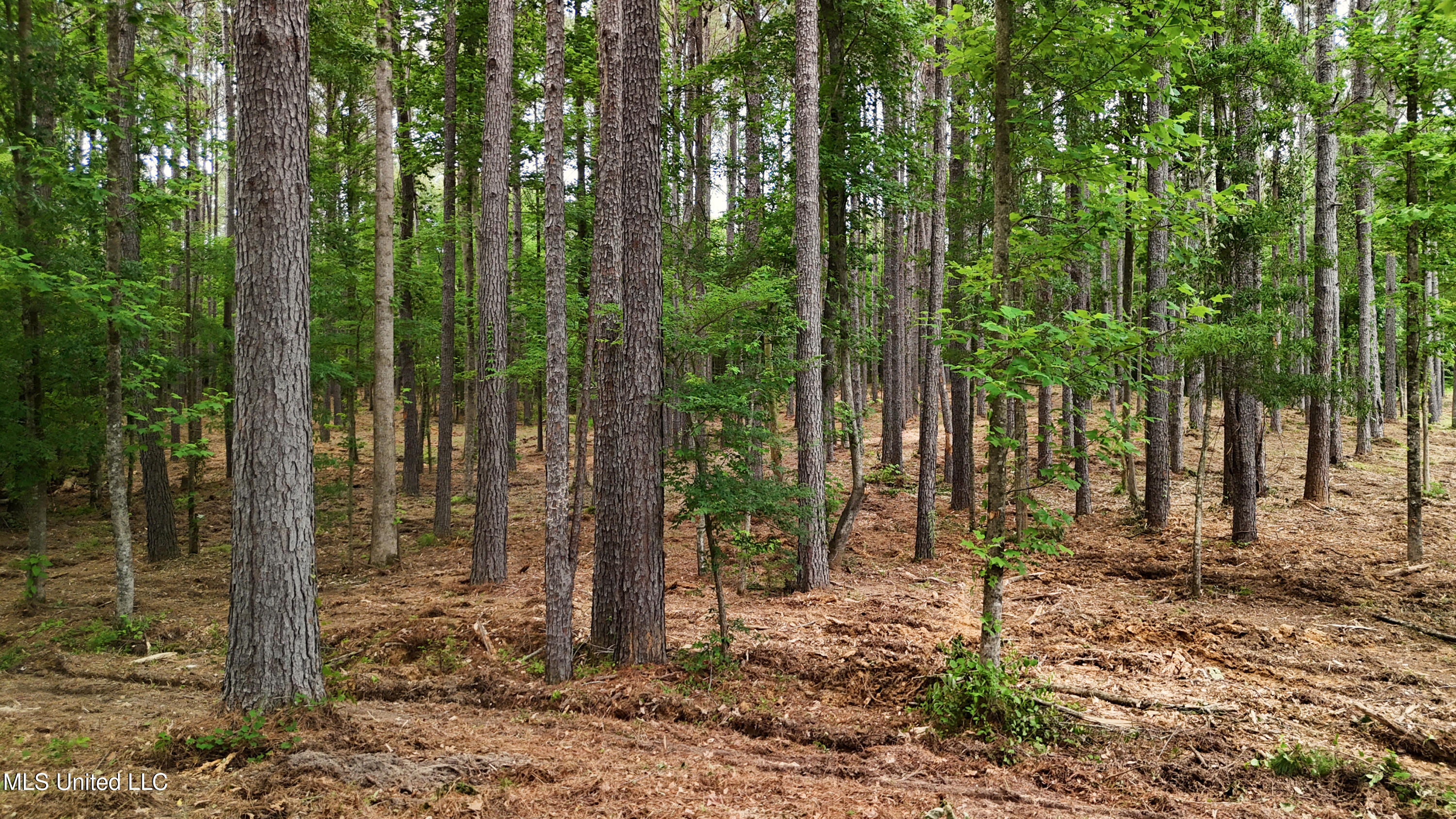 Dogwood Trace Property Photo 43
