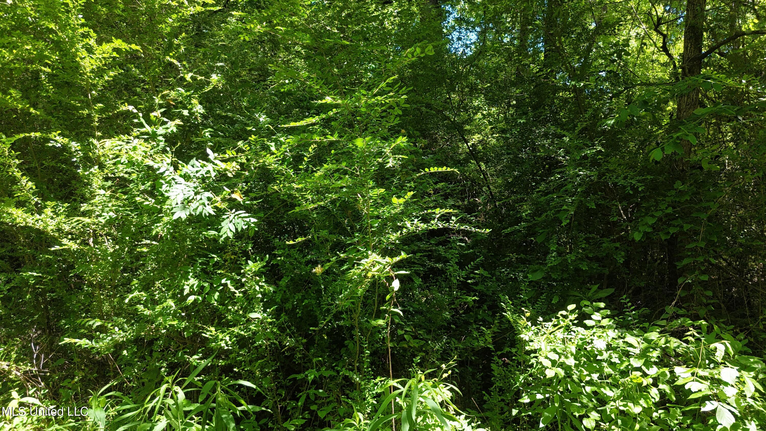 Ms-43 Property Photo 5
