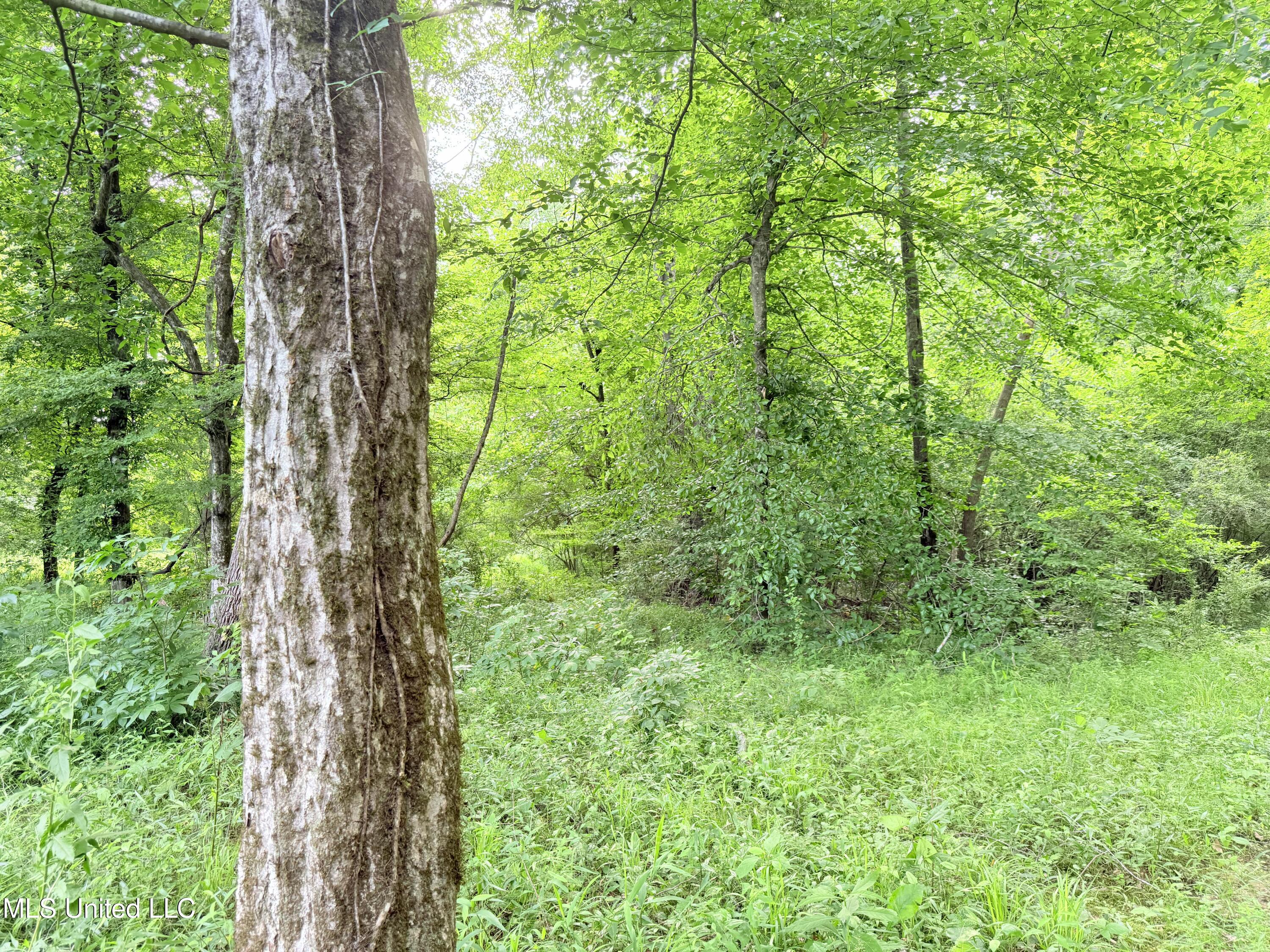 Ms-43 Property Photo 23