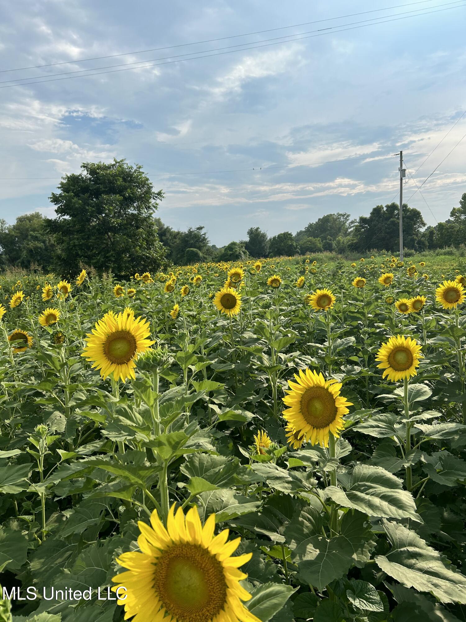 001 Levee Road Road Property Photo 47