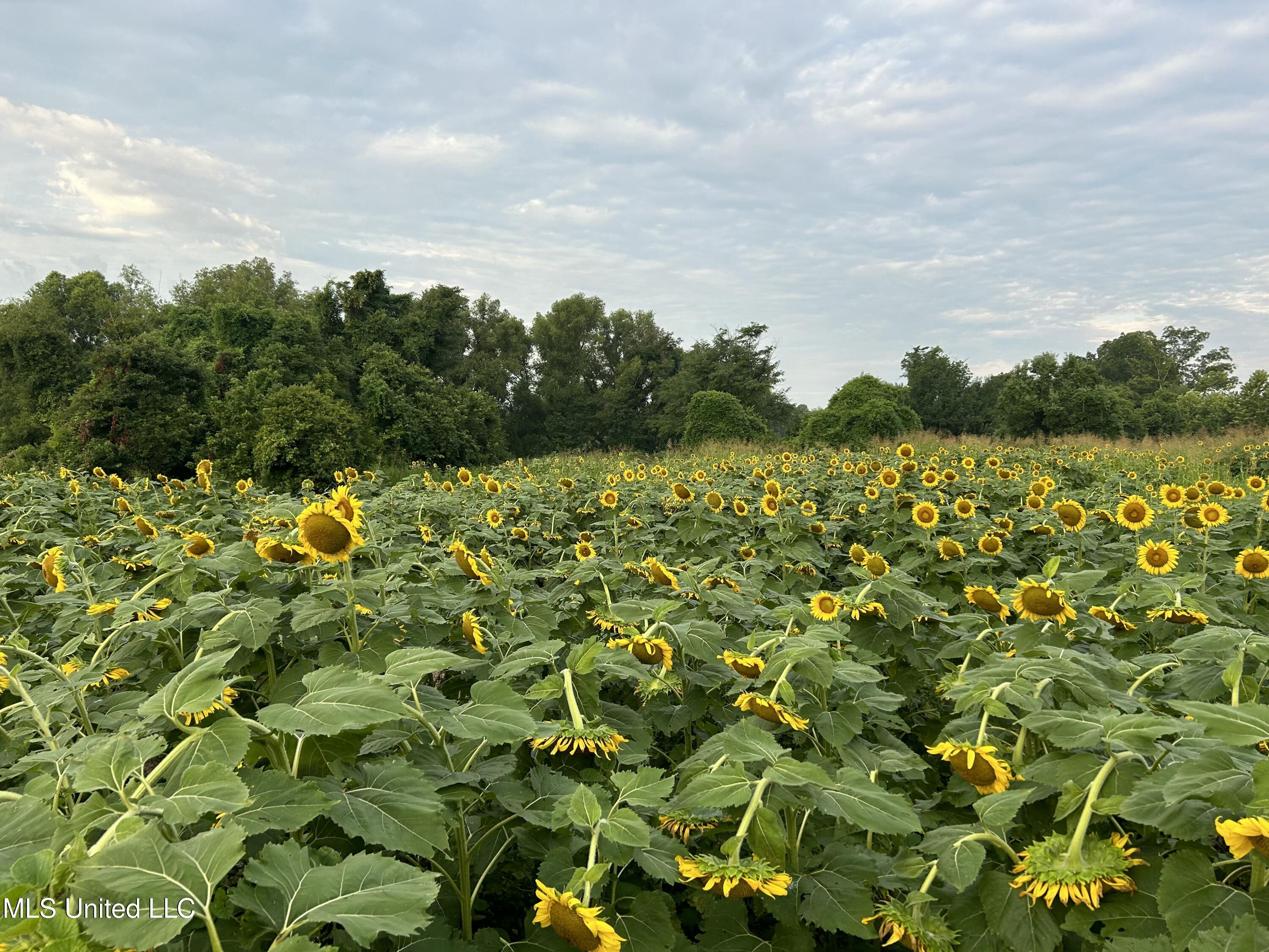 001 Levee Road Road Property Photo 49