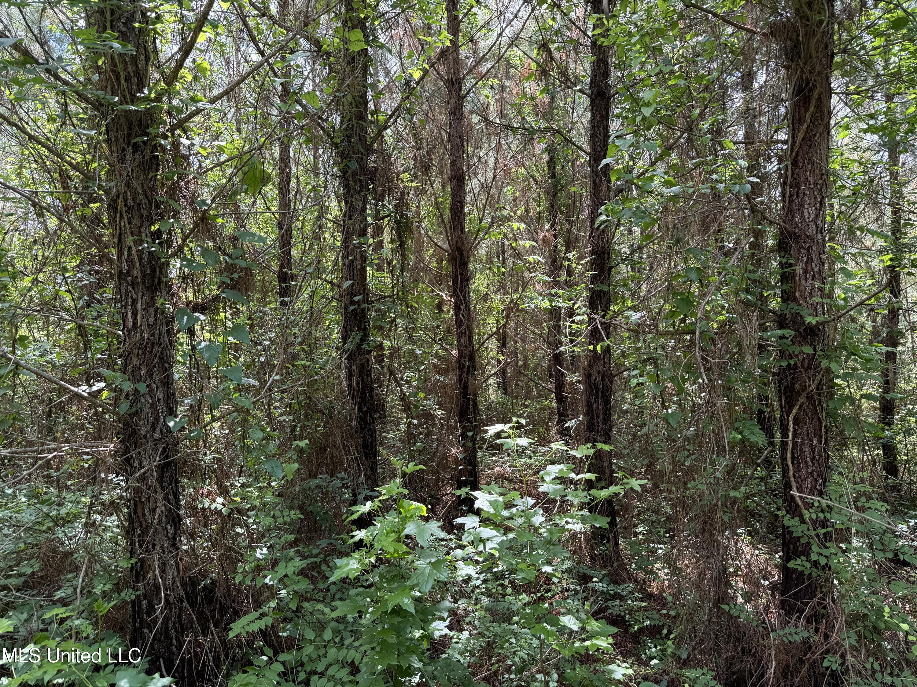 Mcneil Road Road Property Photo 3