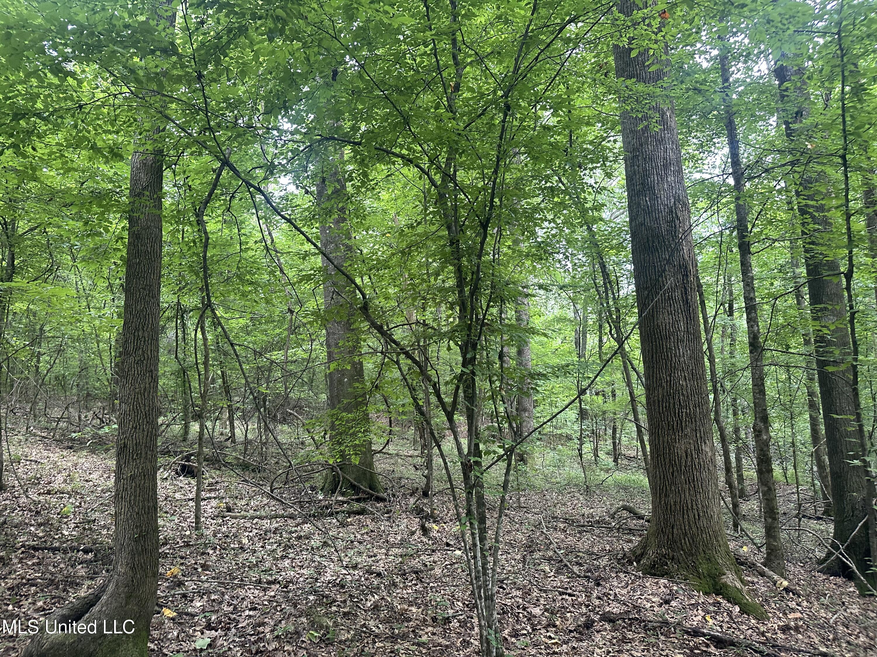 Gessler Rd Property Photo 6