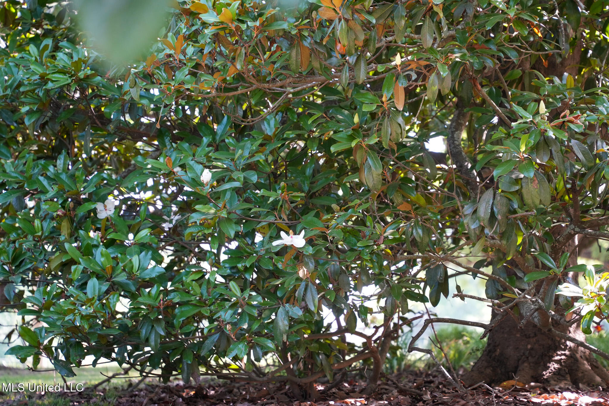 3084 Tom Collins Road Property Photo 46