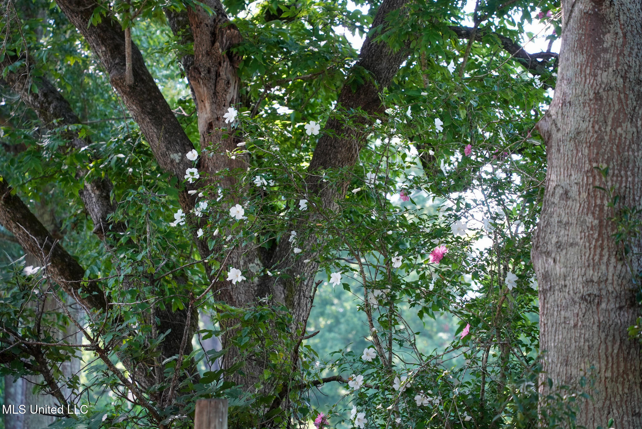 3084 Tom Collins Road Property Photo 48