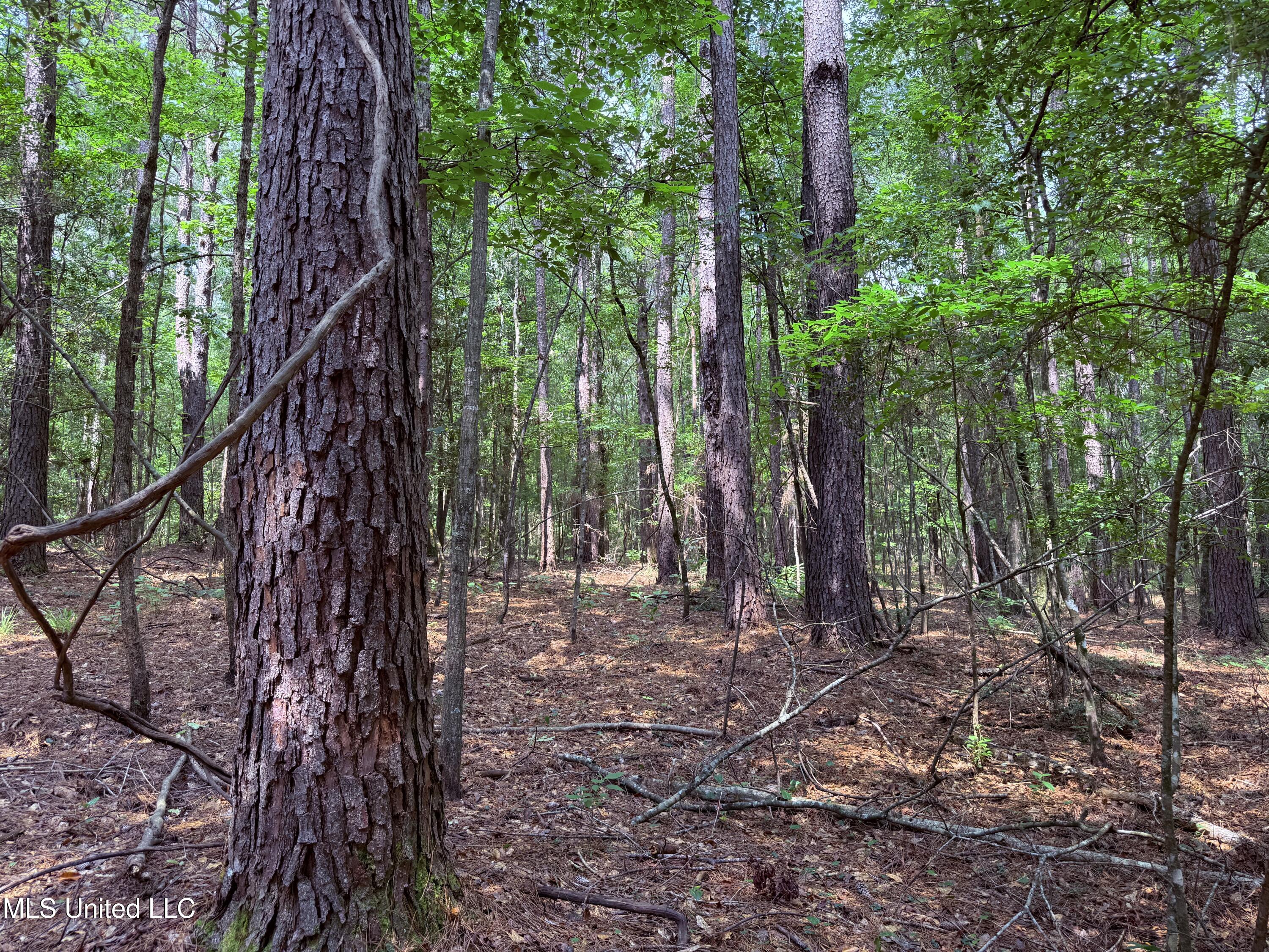 6769 Ms-569 Property Photo 40