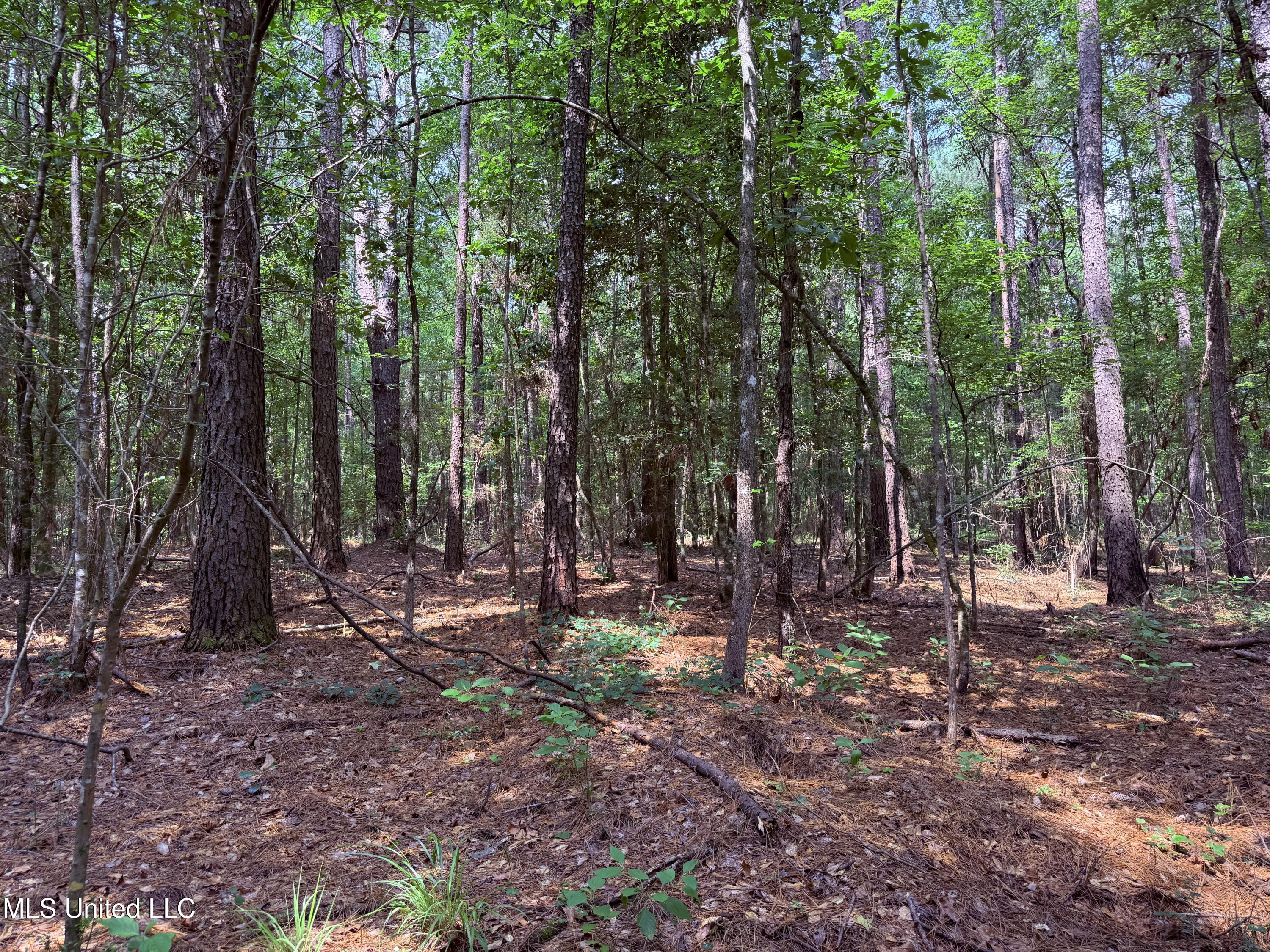 6769 Ms-569 Property Photo 42