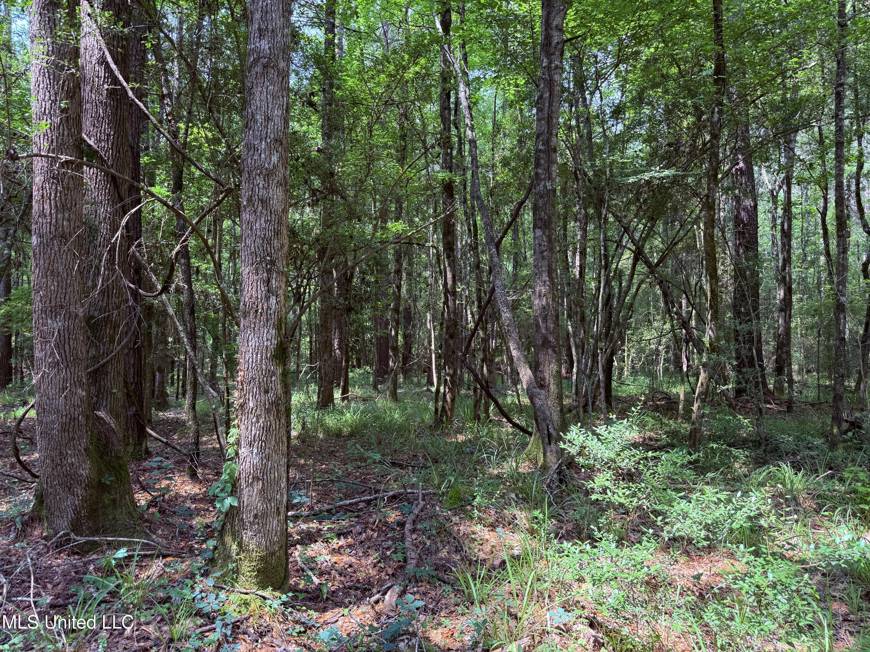 6769 Ms-569 Property Photo 43