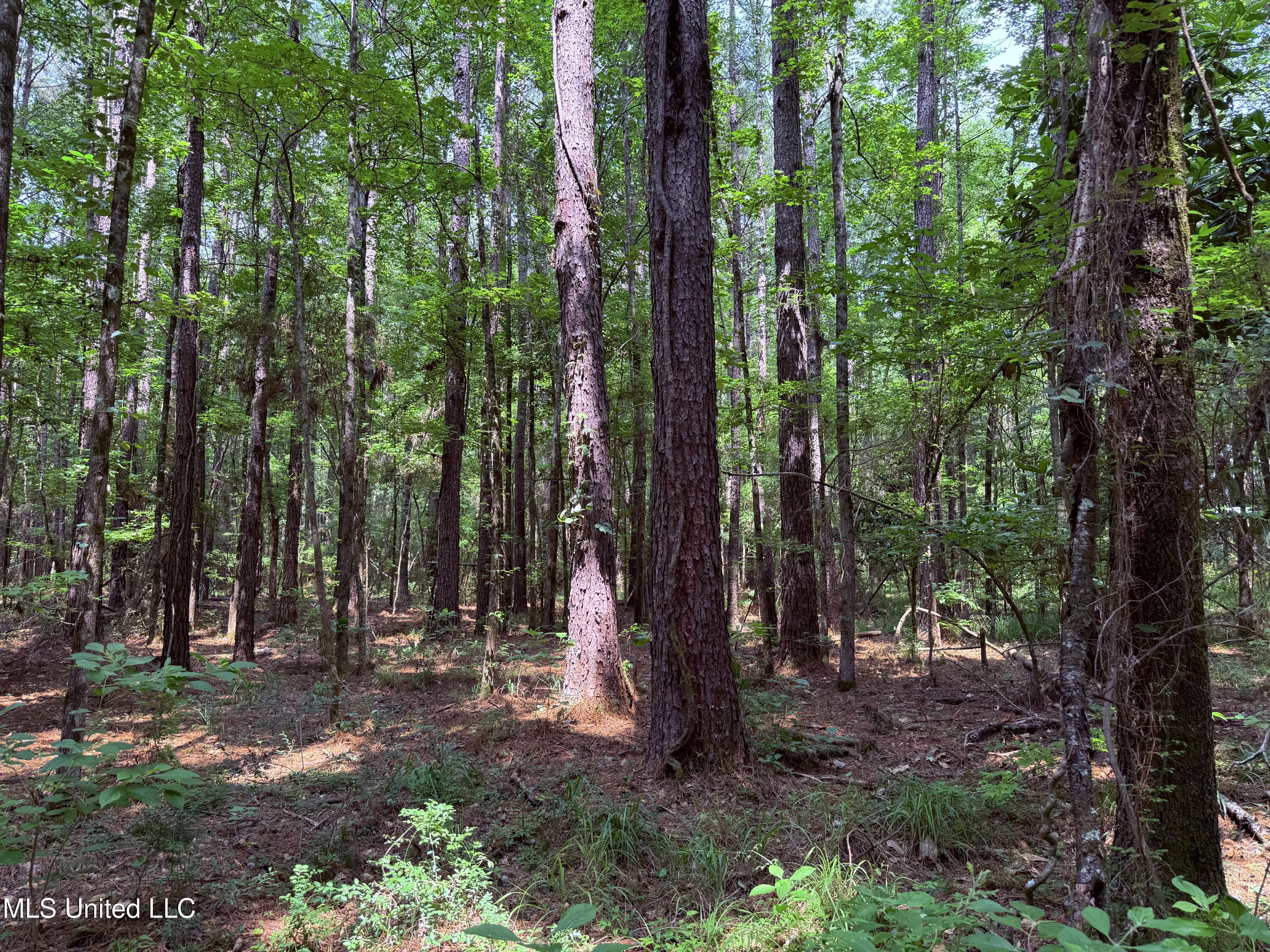 6769 Ms-569 Property Photo 48