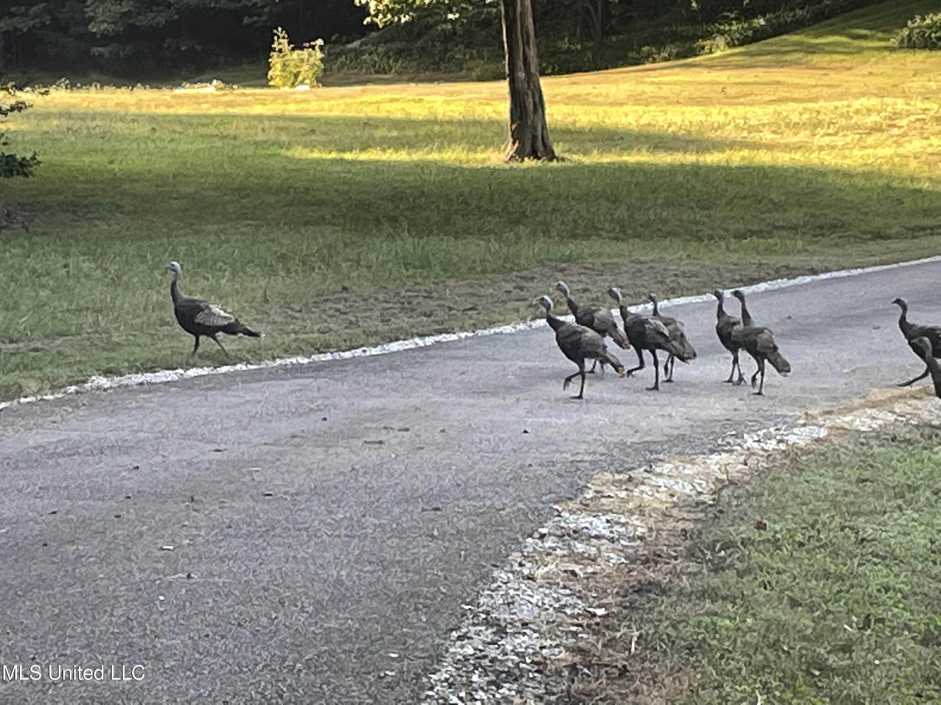 3981 Pleasant Hill Road Property Photo 34