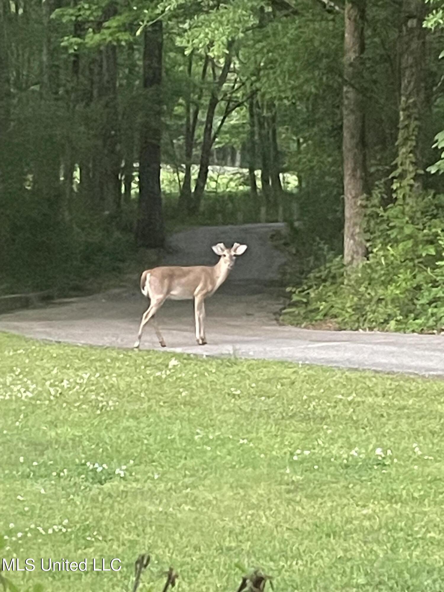 3981 Pleasant Hill Road Property Photo 35