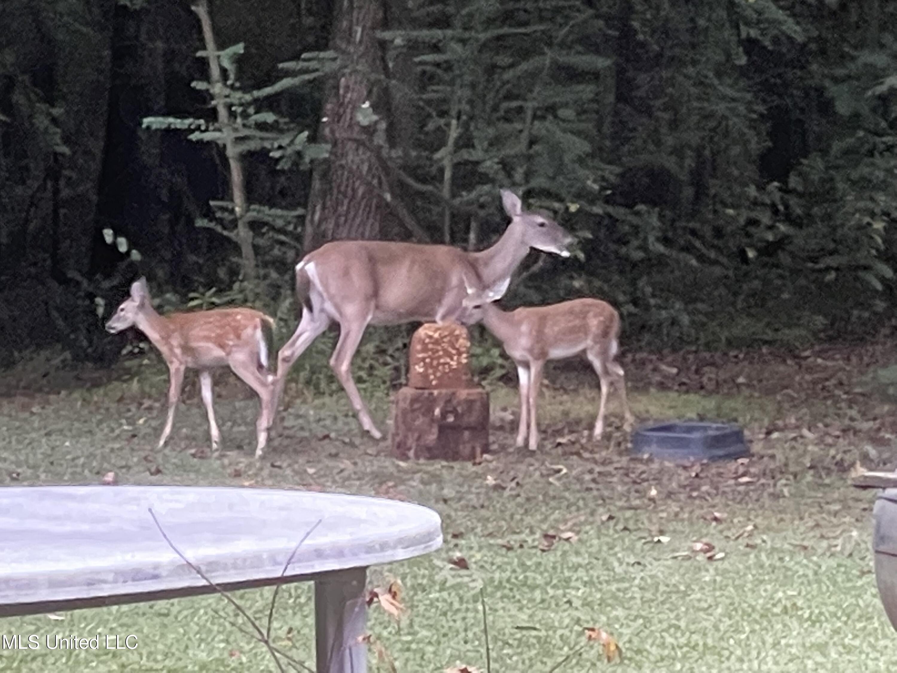 3981 Pleasant Hill Road Property Photo 36