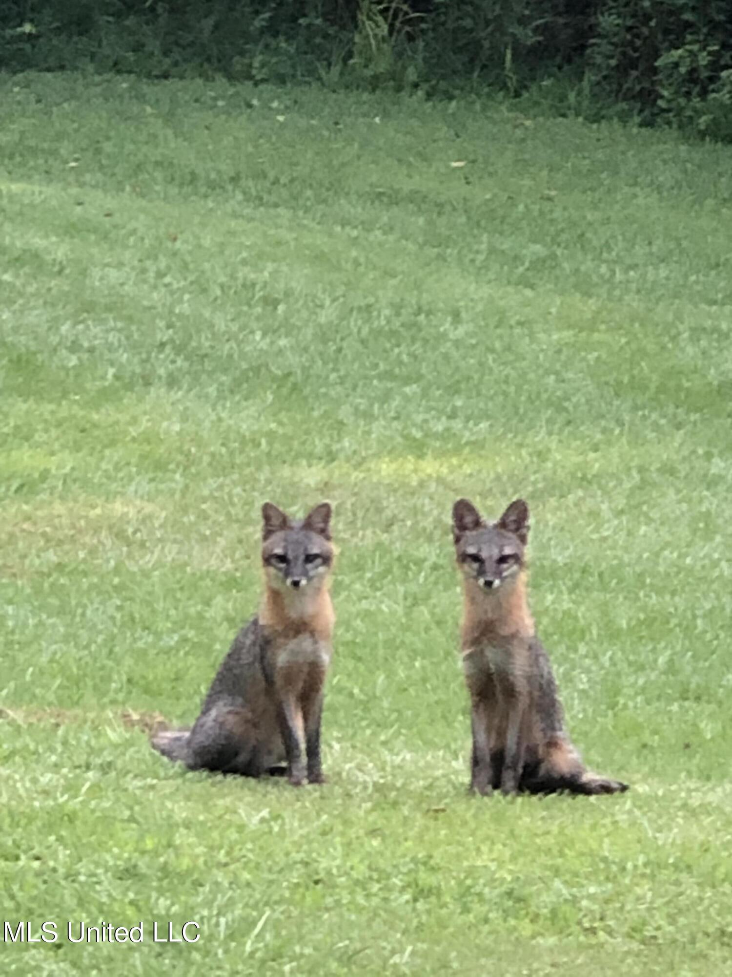 3981 Pleasant Hill Road Property Photo 37