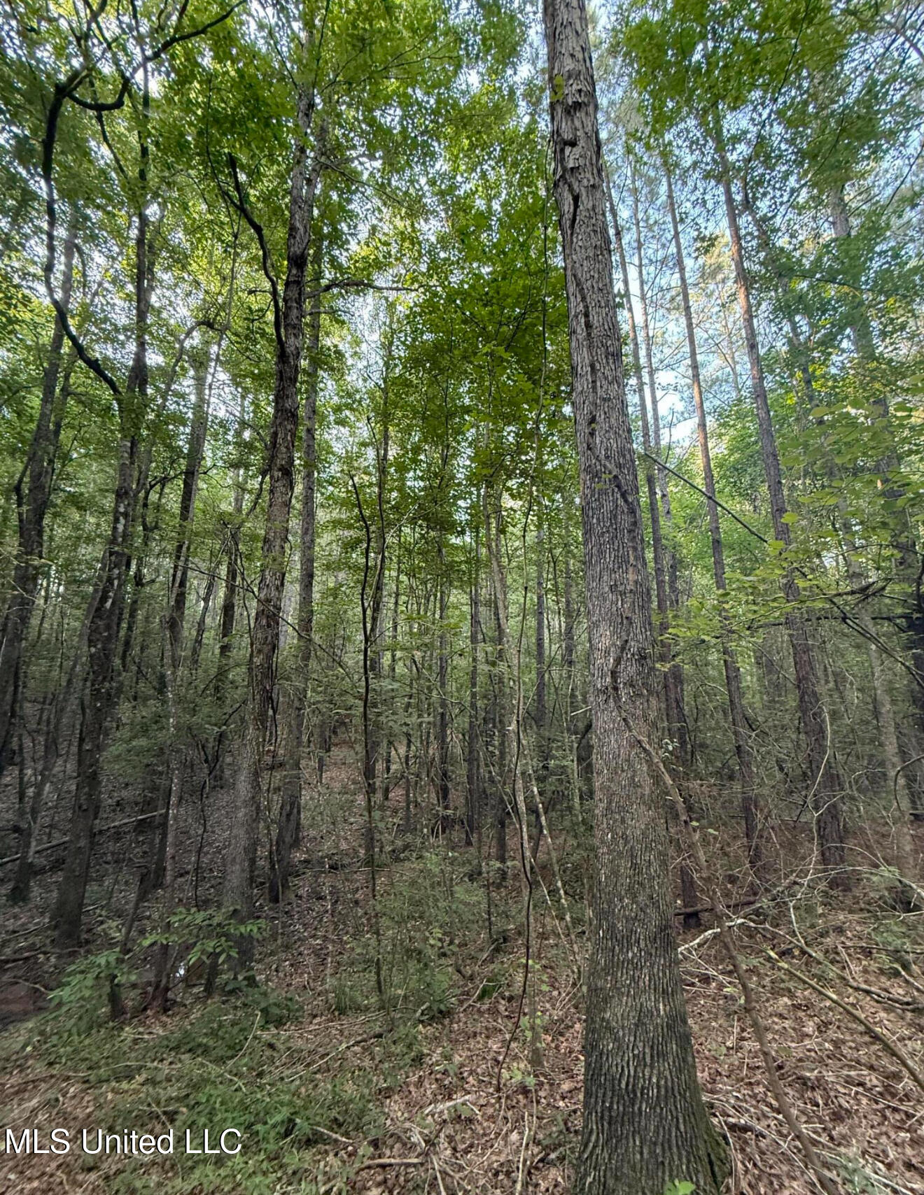 40 Acres Hwy 35 Property Photo 2