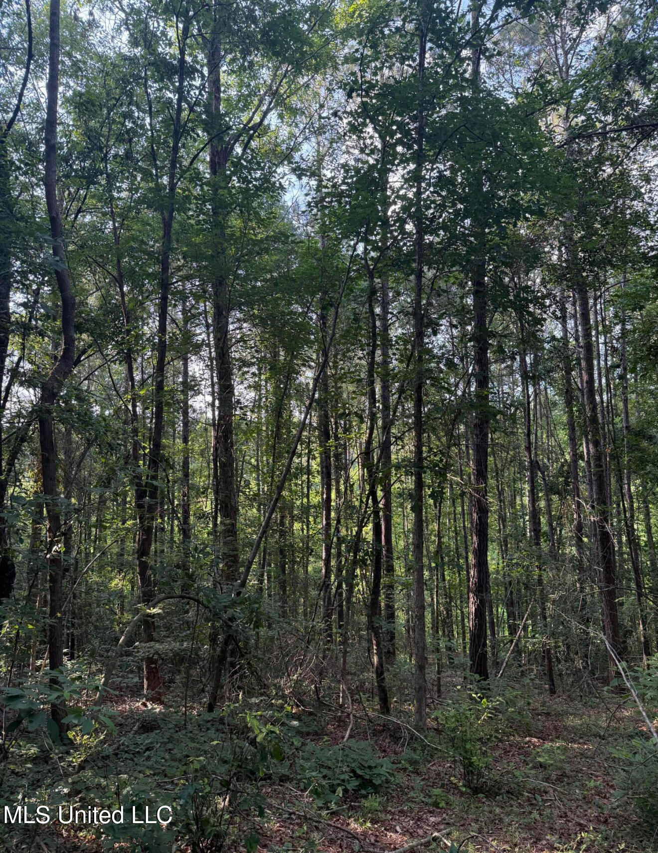 40 Acres Hwy 35 Property Photo 5