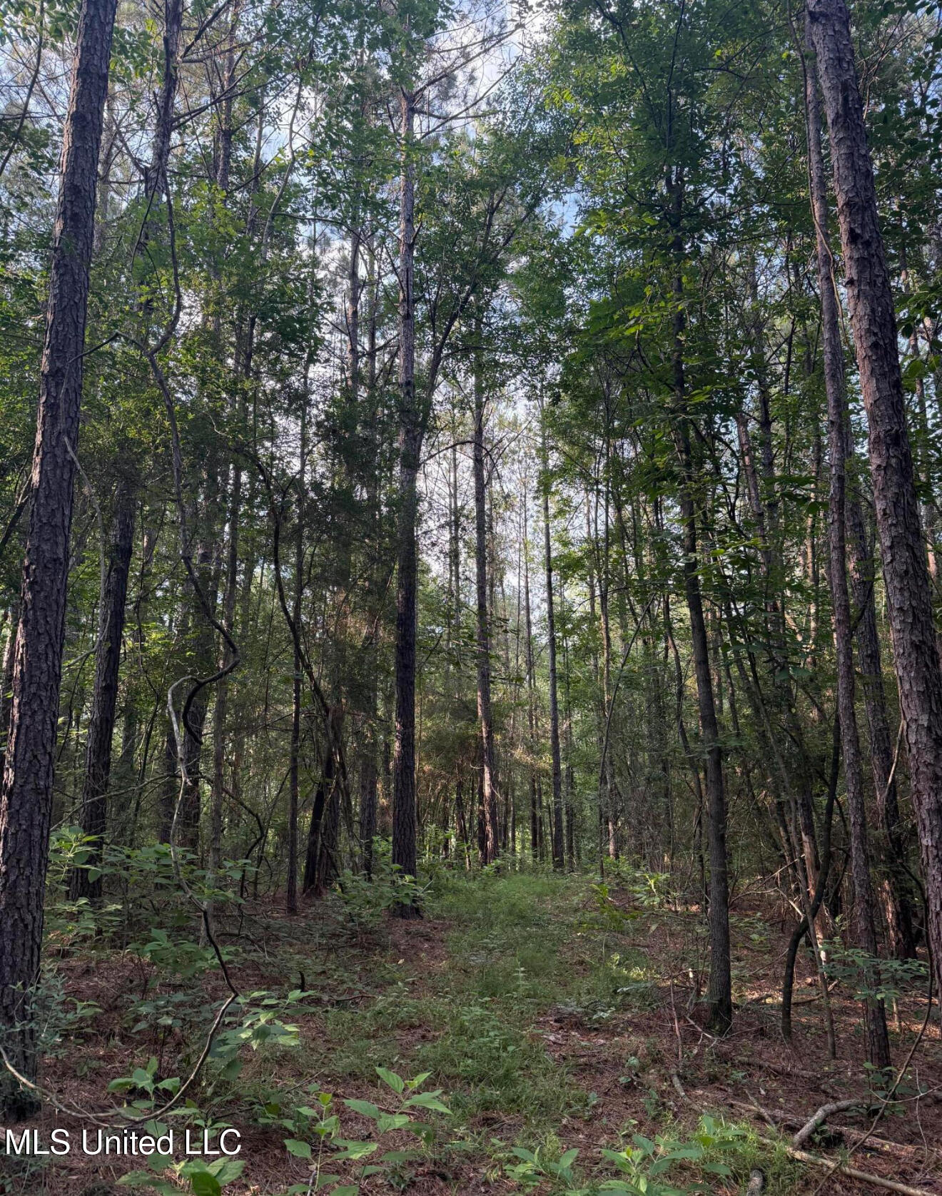 40 Acres Hwy 35 Property Photo 6