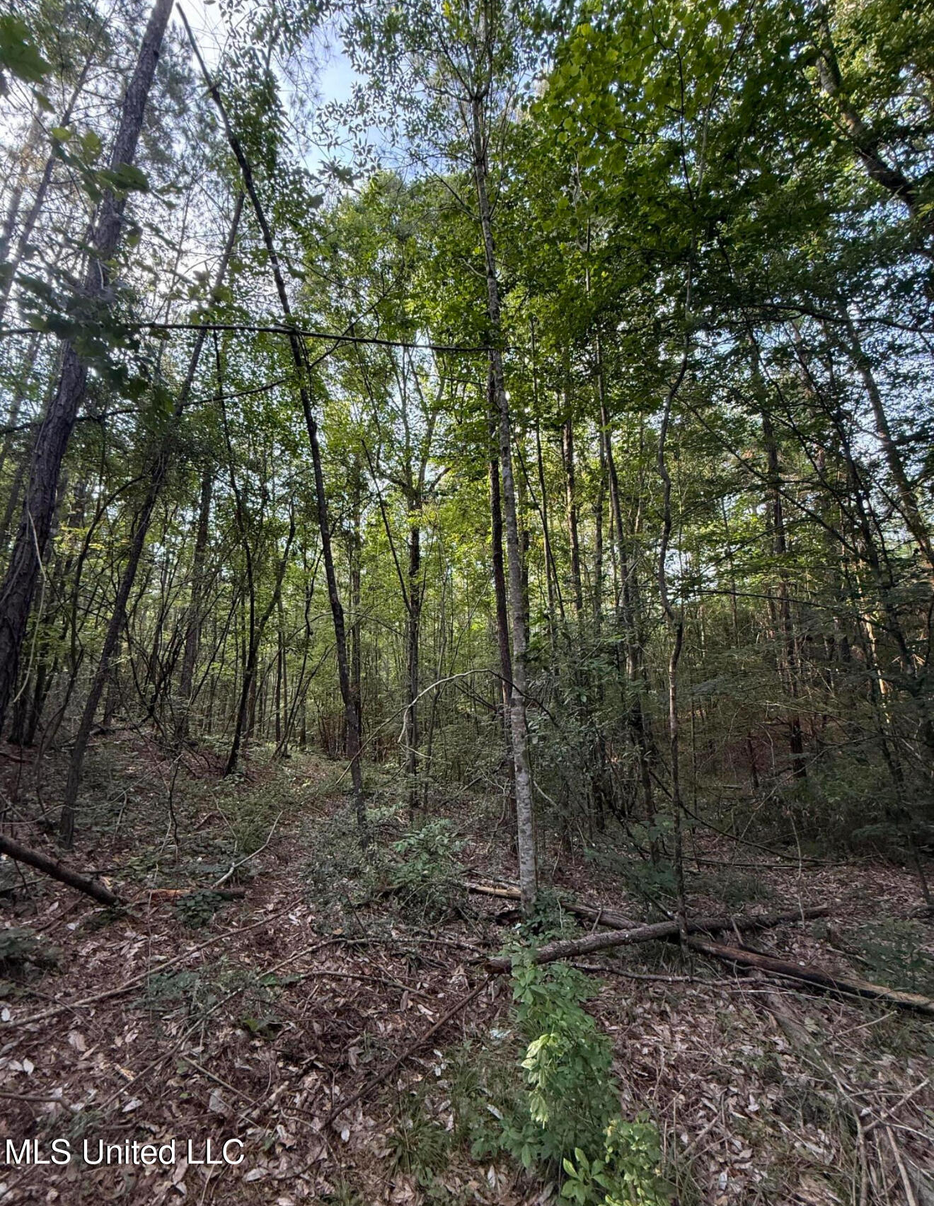 40 Acres Hwy 35 Property Photo 11