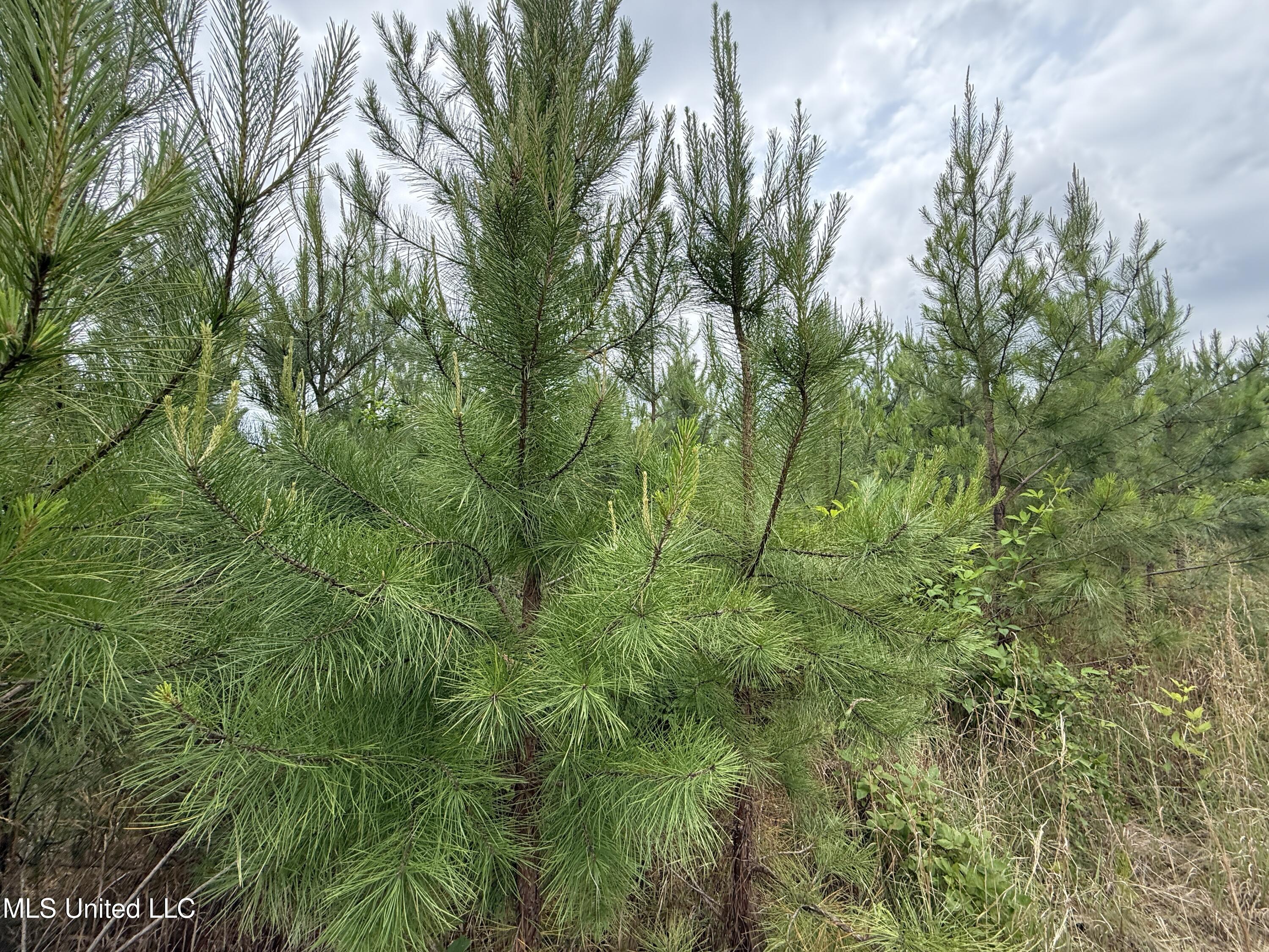 Dividing Ridge Road Property Photo 6