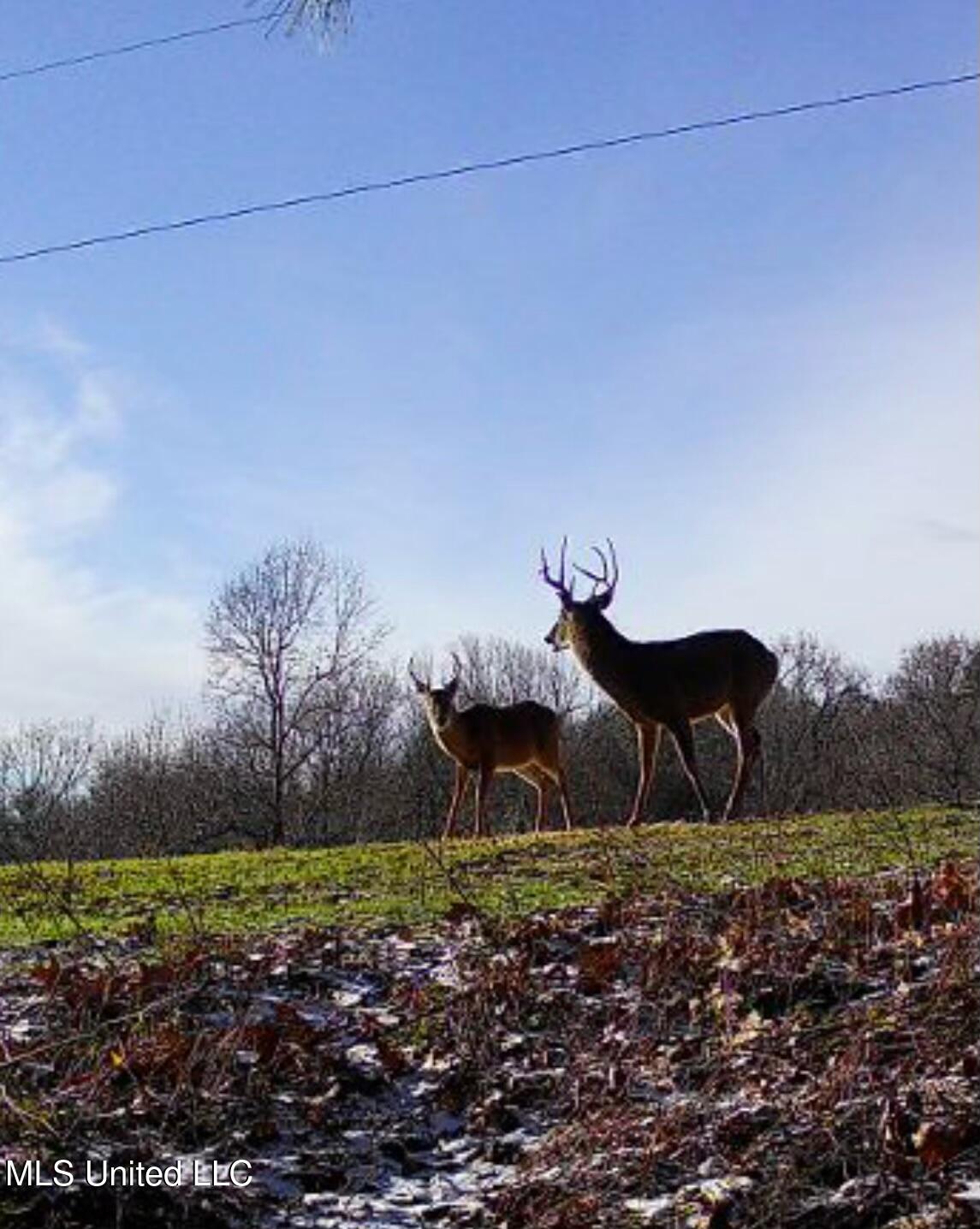 Scallions Road Property Photo 10