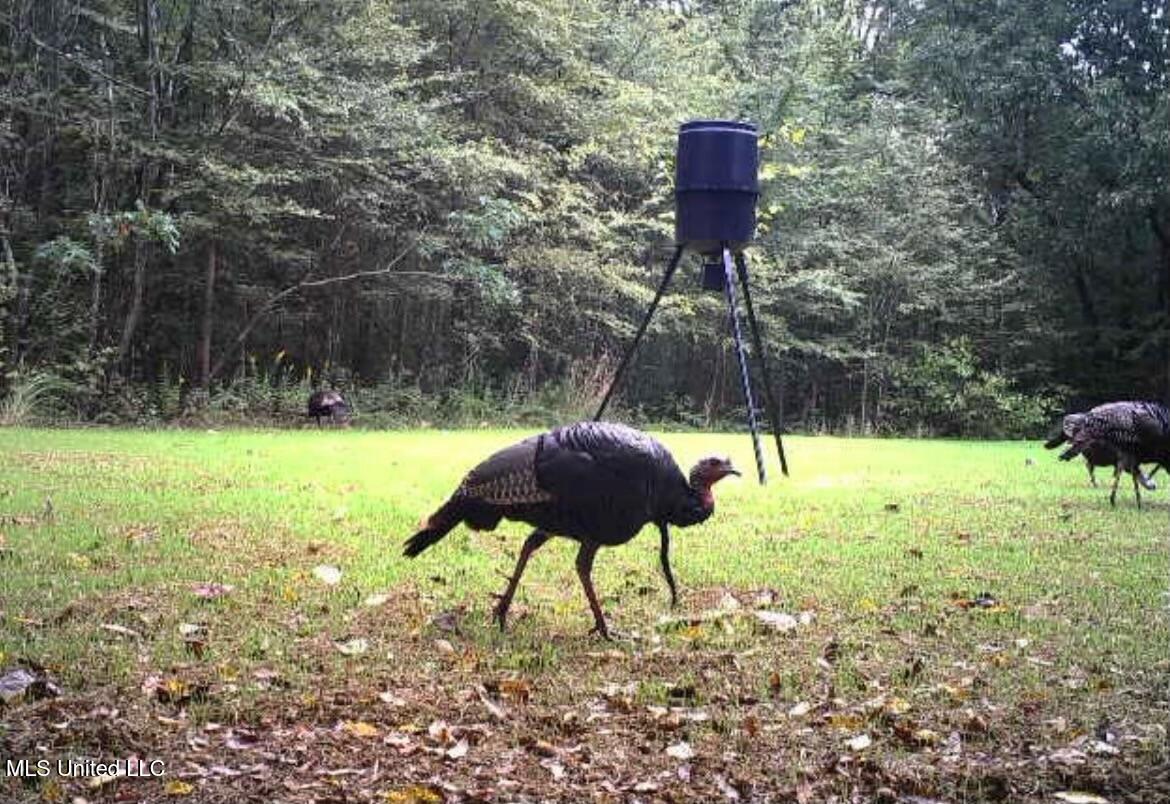 Scallions Road Property Photo 11