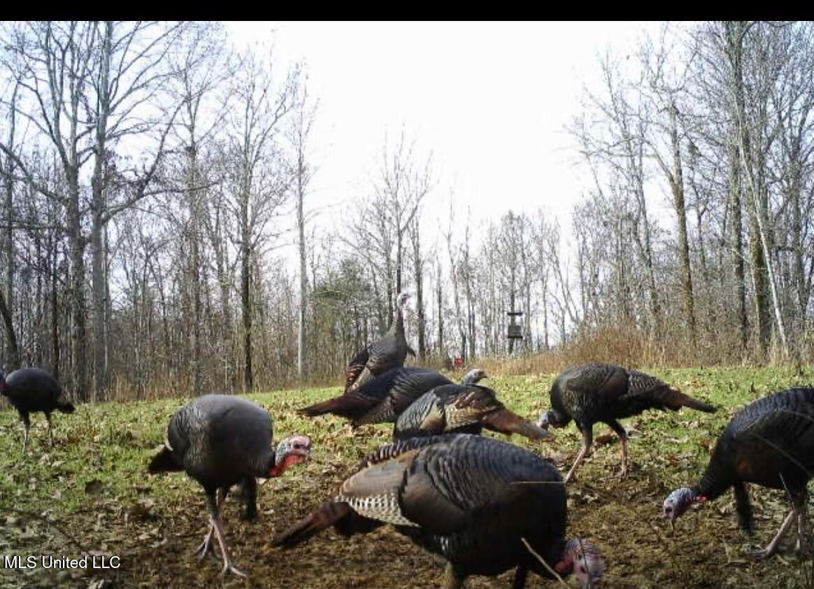 Scallions Road Property Photo 12