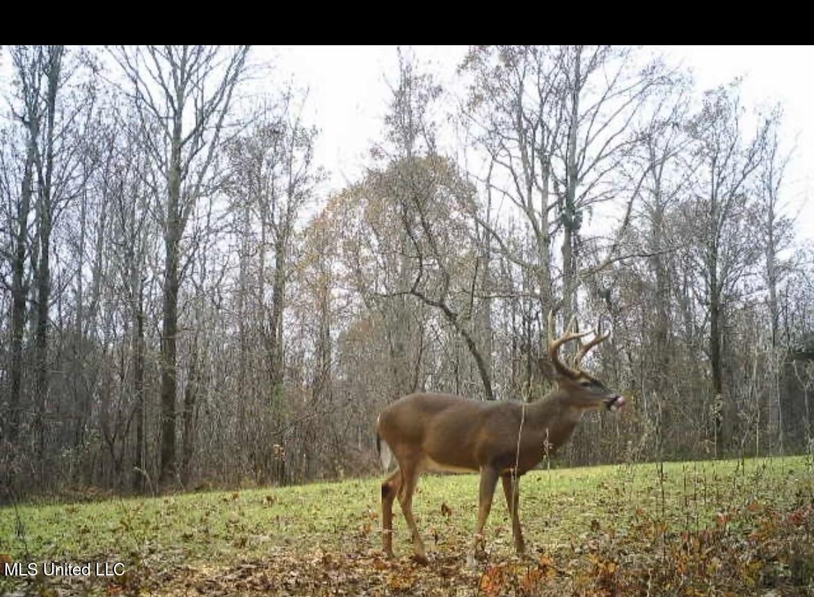 Scallions Road Property Photo 13