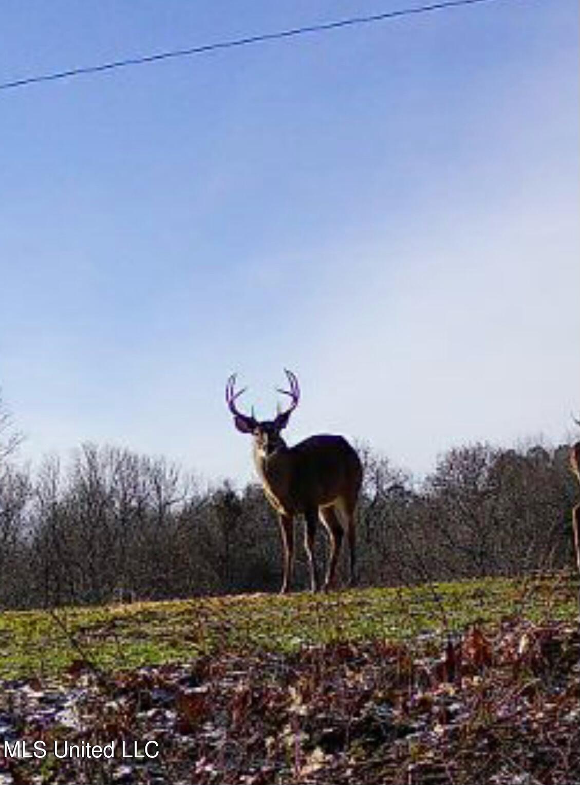 Scallions Road Property Photo 14