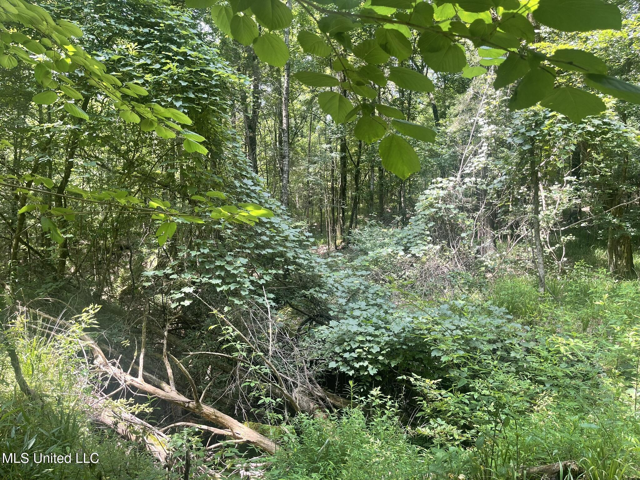 Scallions Road Property Photo 16