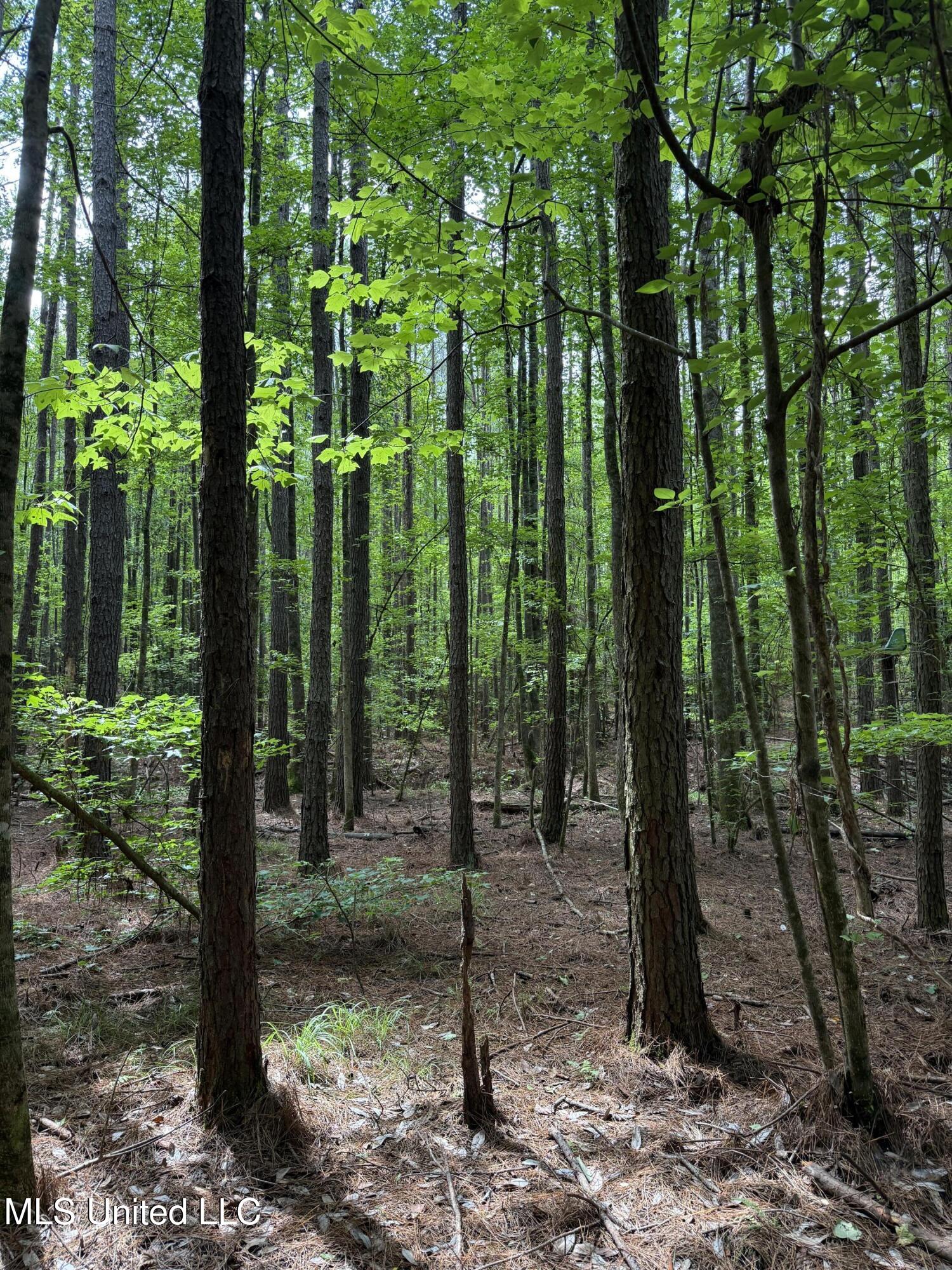 County Road 5204 Property Photo 5