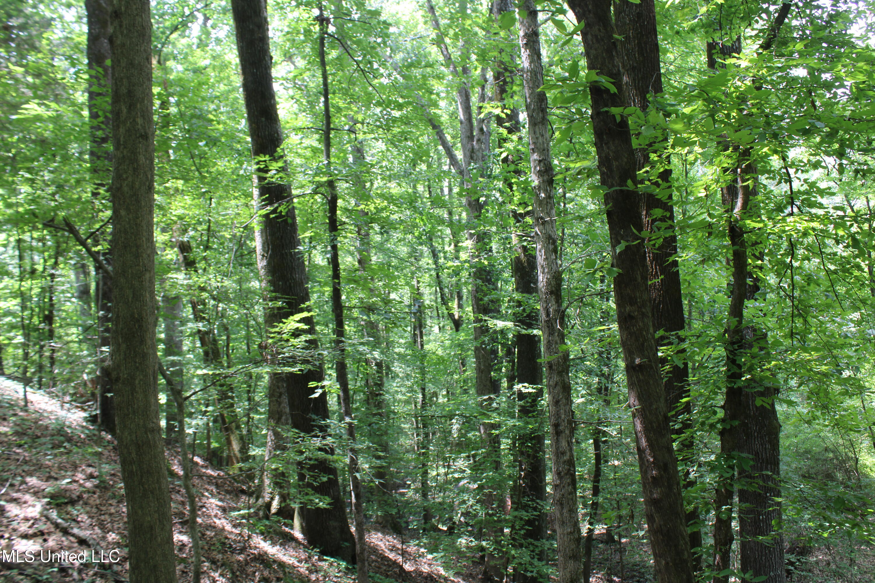 8654 Goodman Road Property Photo 9
