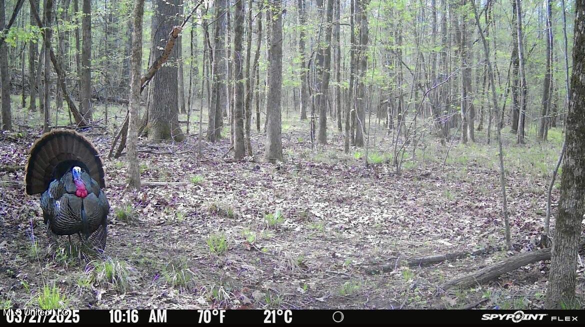 0001 Coxs Ferry Road Property Photo 9