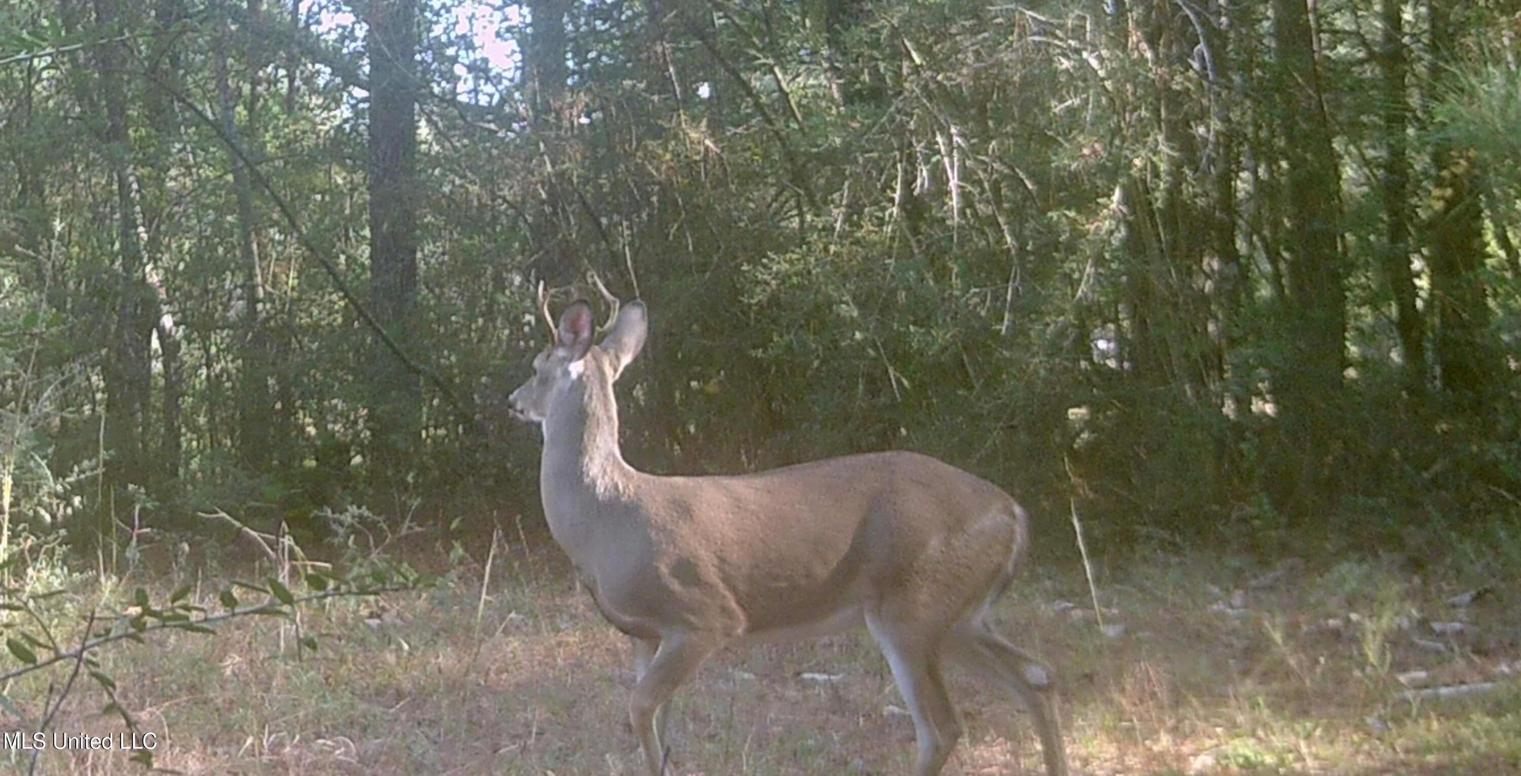 0 Yankee Town Road Property Photo 13