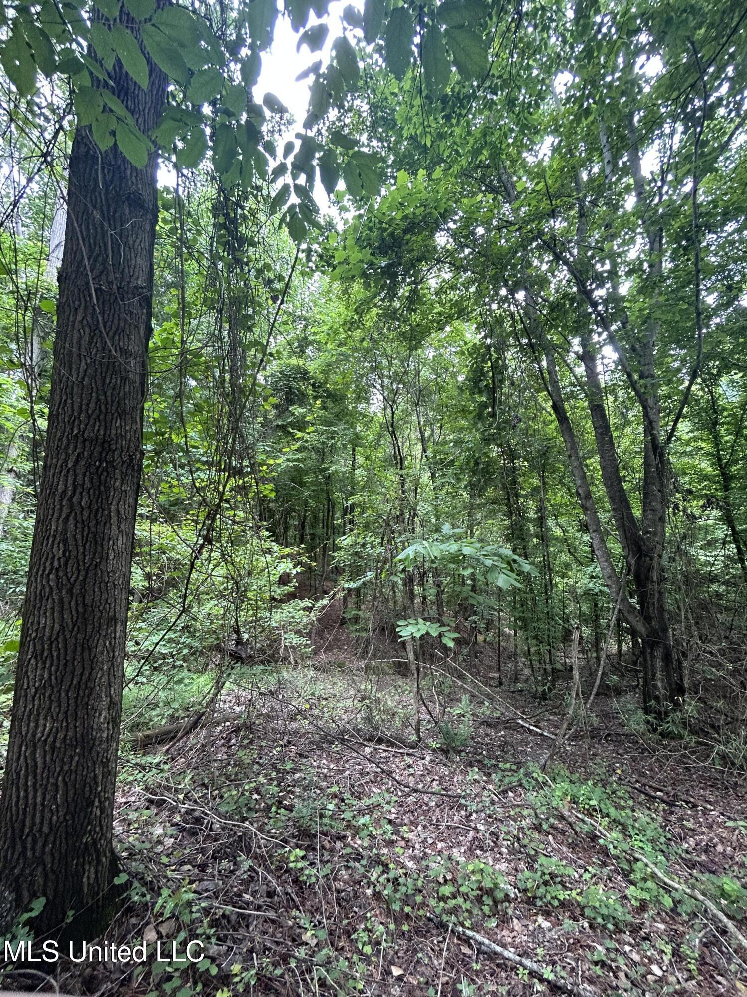 Pine Bluff Road Property Photo 4