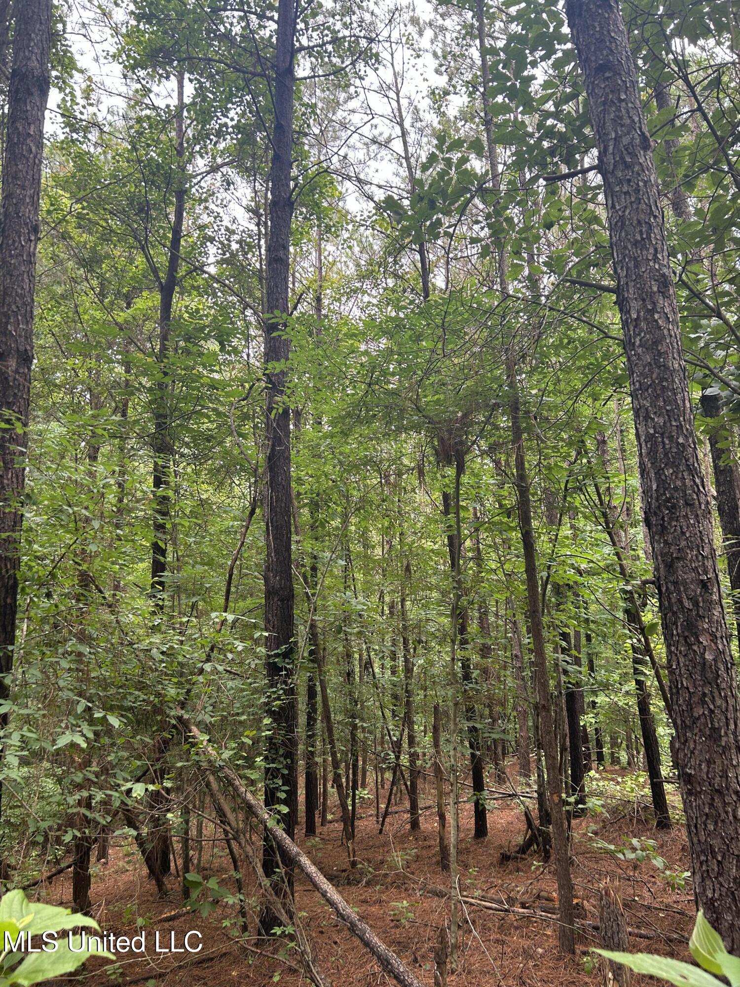 Pine Bluff Road Property Photo 6