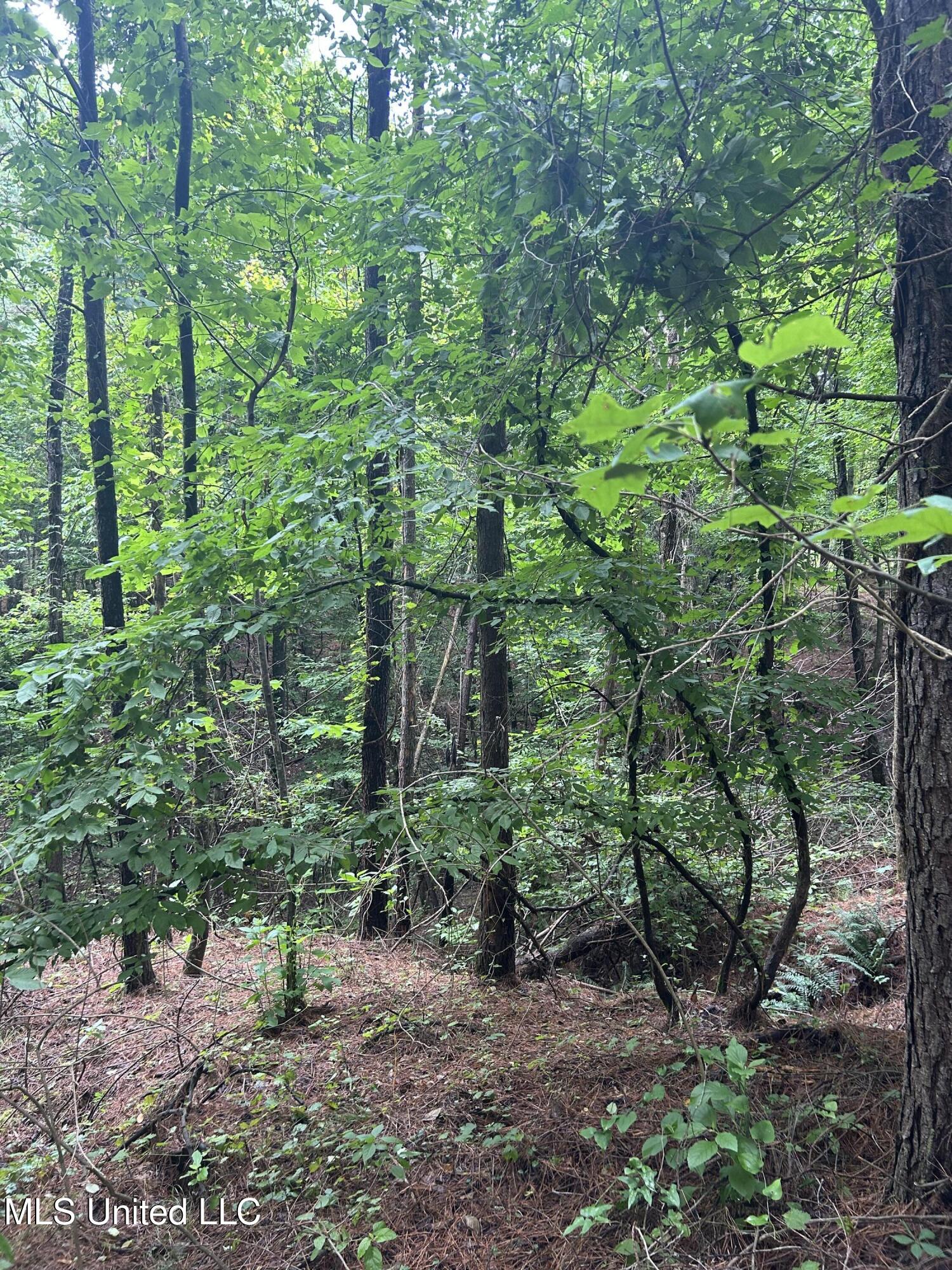 Pine Bluff Road Property Photo 8