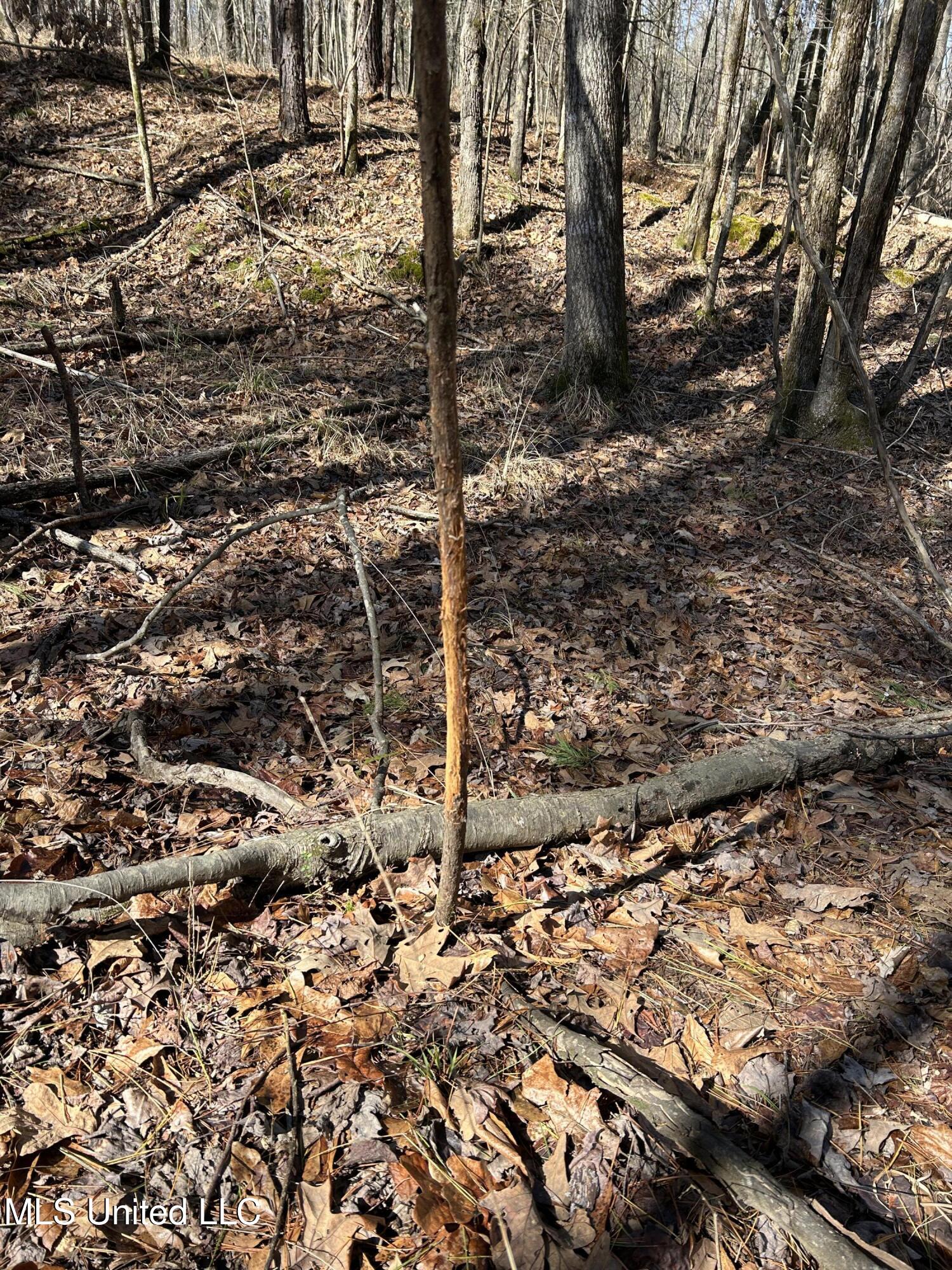 Phillips Road Property Photo 32