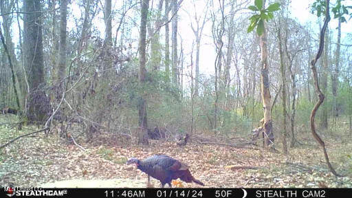 Phillips Road Property Photo 43