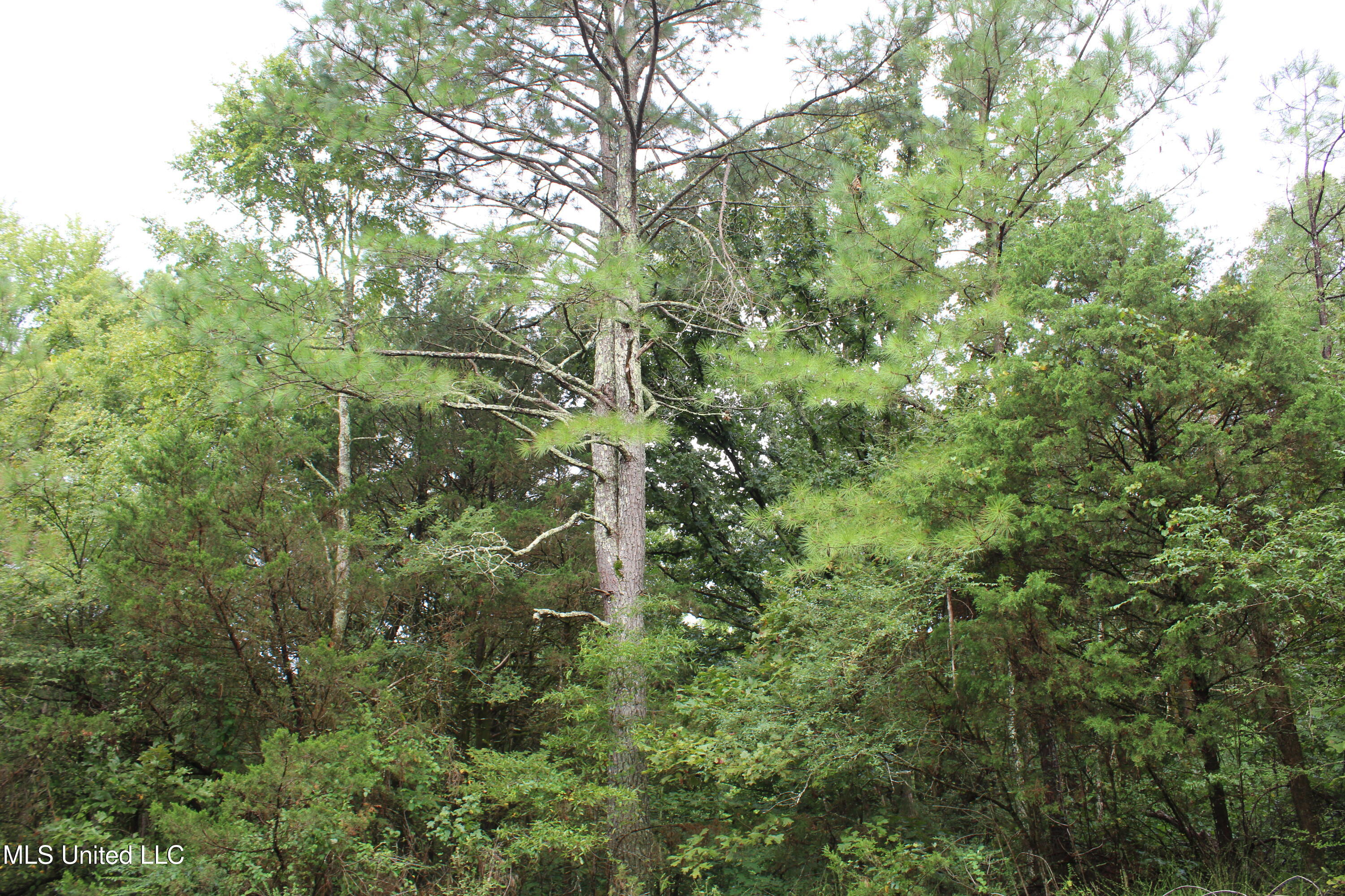 0 Edwards Road Property Photo 15