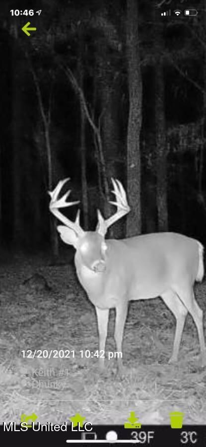 21959 Hwy 80 Property Photo 17