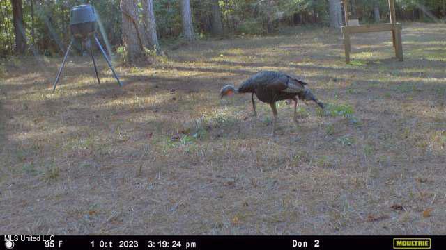 21959 Hwy 80 Property Photo 20