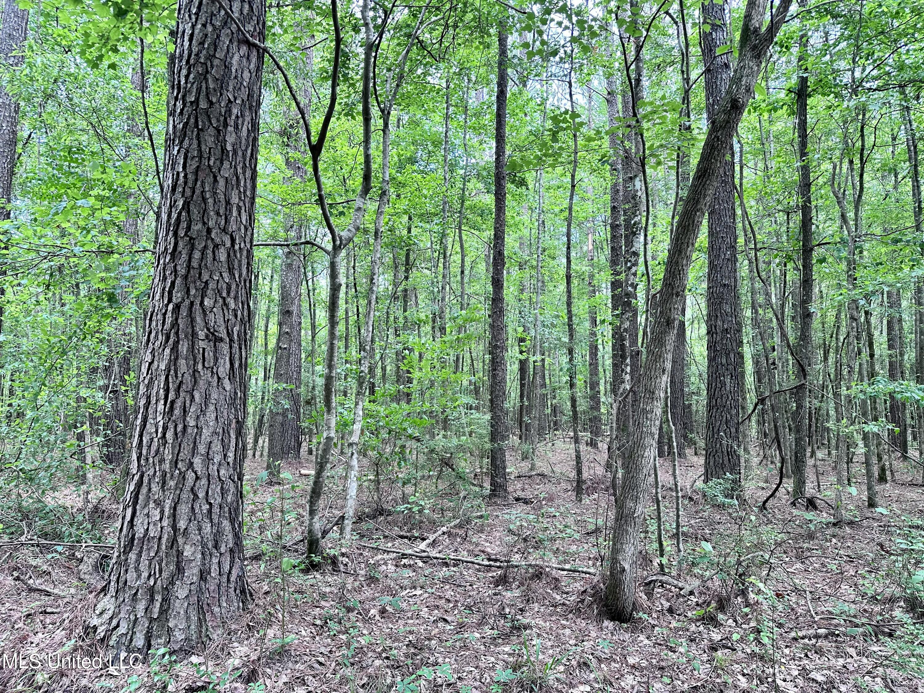 21959 Hwy 80 Property Photo 26