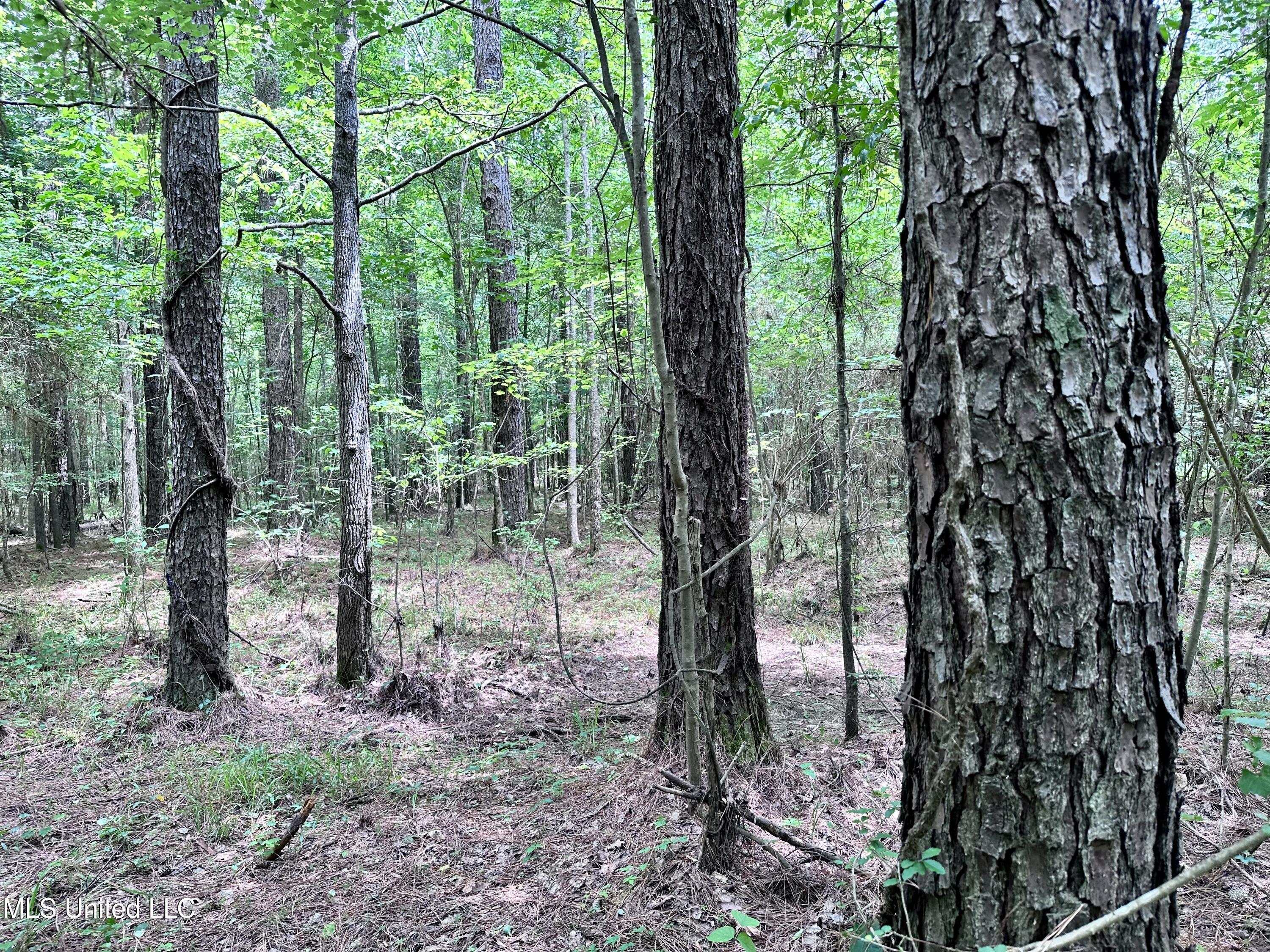 21959 Hwy 80 Property Photo 29