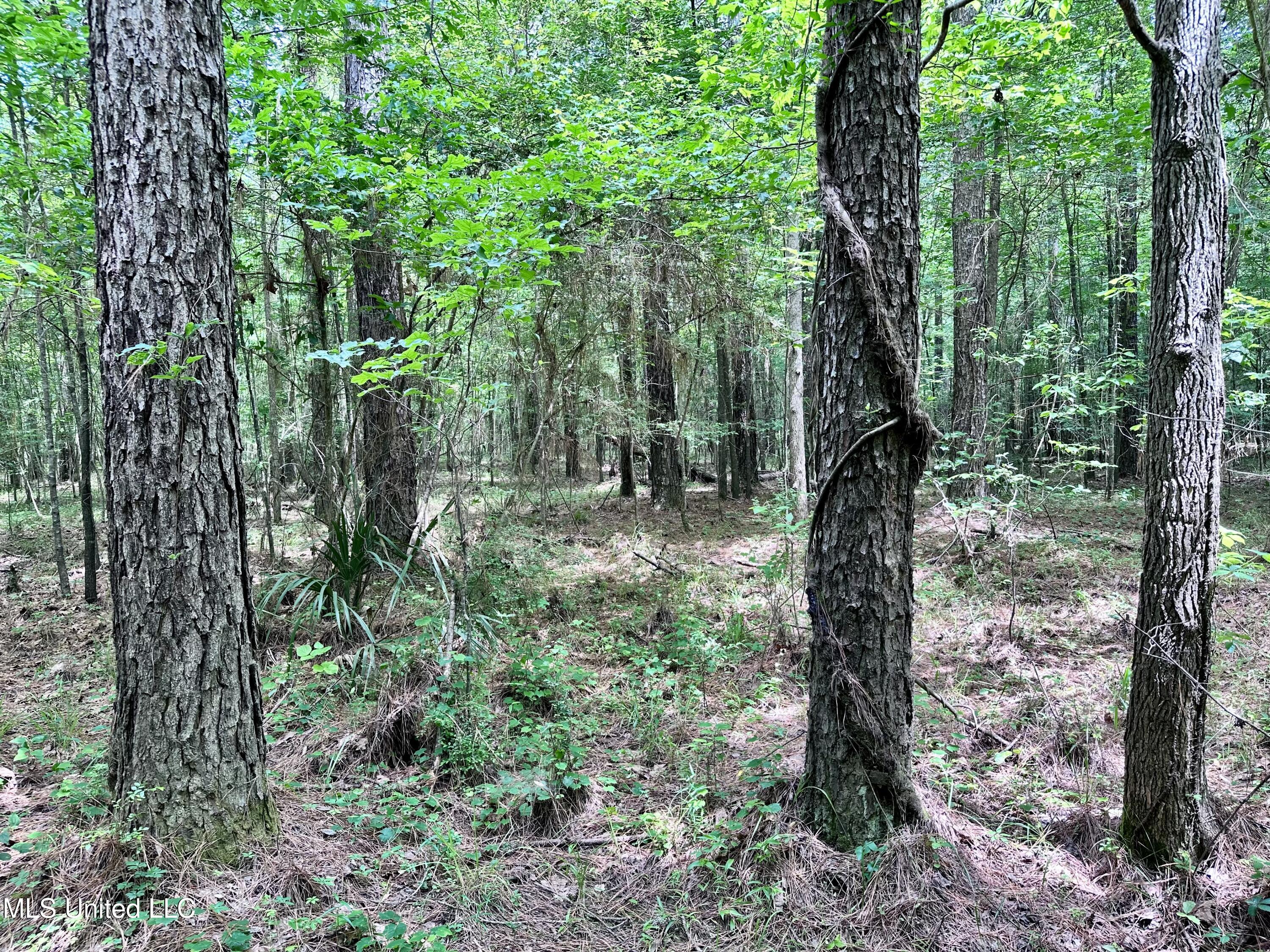 21959 Hwy 80 Property Photo 30