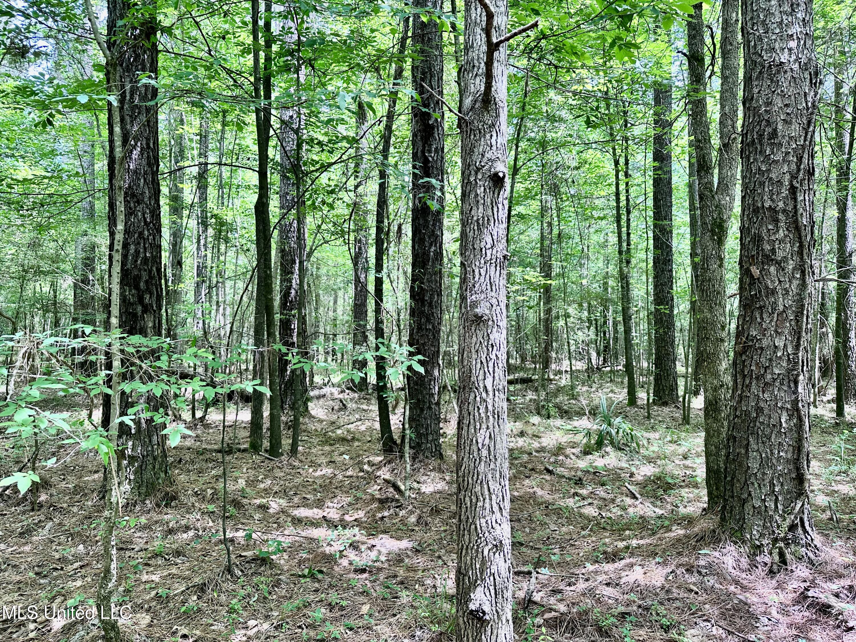 21959 Hwy 80 Property Photo 31